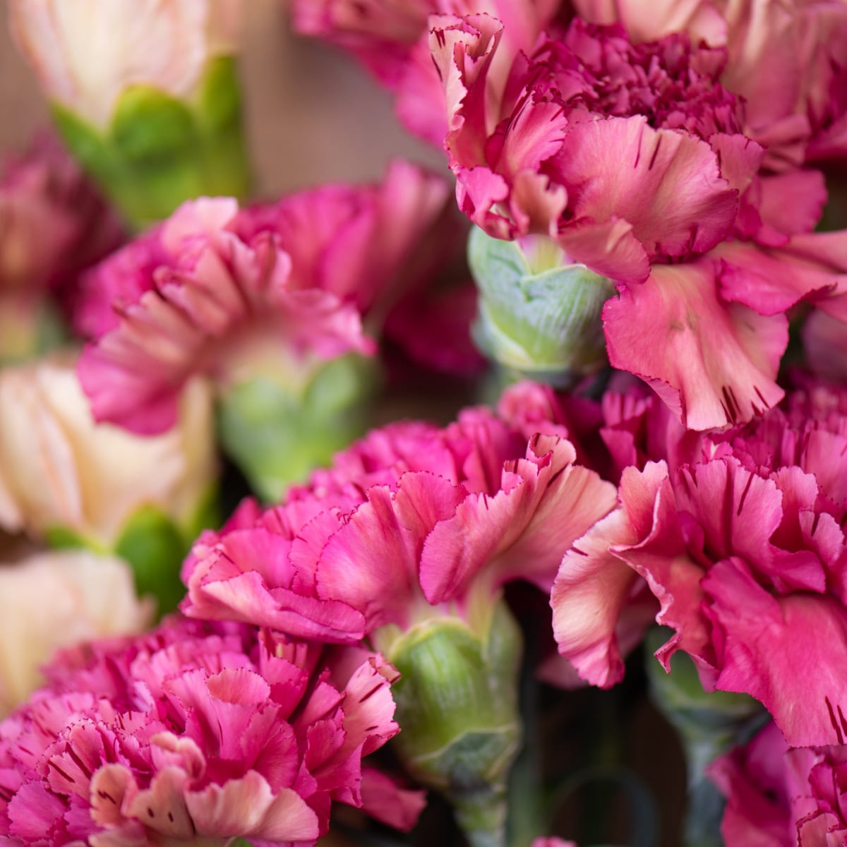 カーネーション 25本【可憐で華やか＆ボリューム感】☆フラワーロス