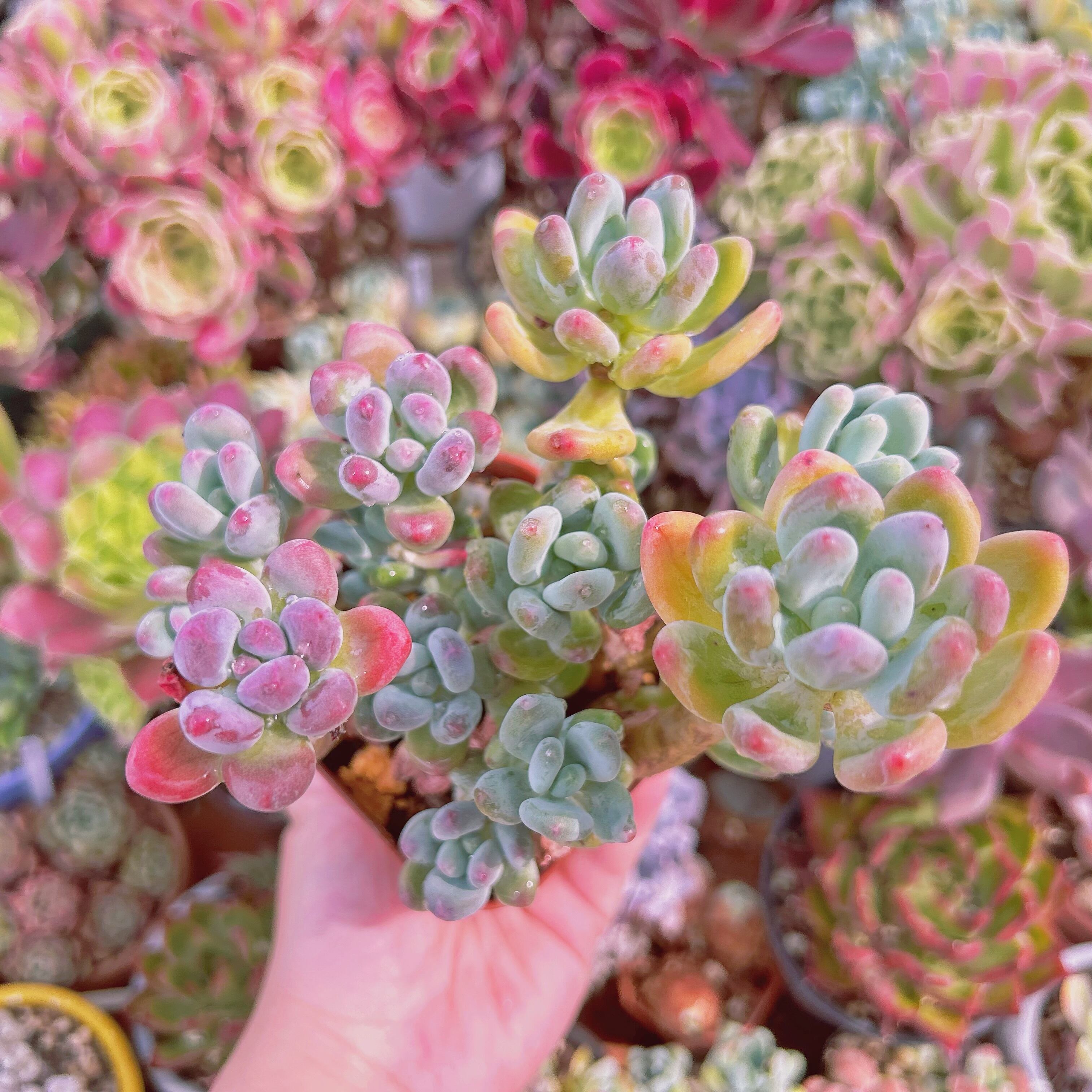 #2001現物　多肉植物　アップルチーズ　特大