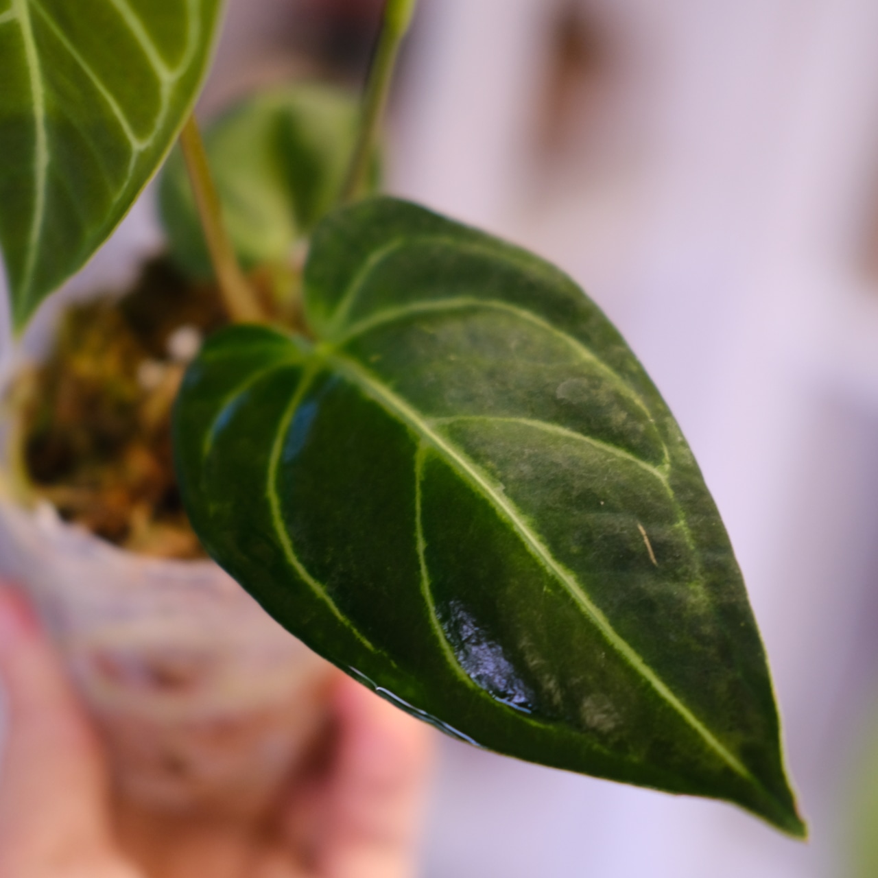 Anthurium Regale|アンスリウム・レガレ②|観葉植物