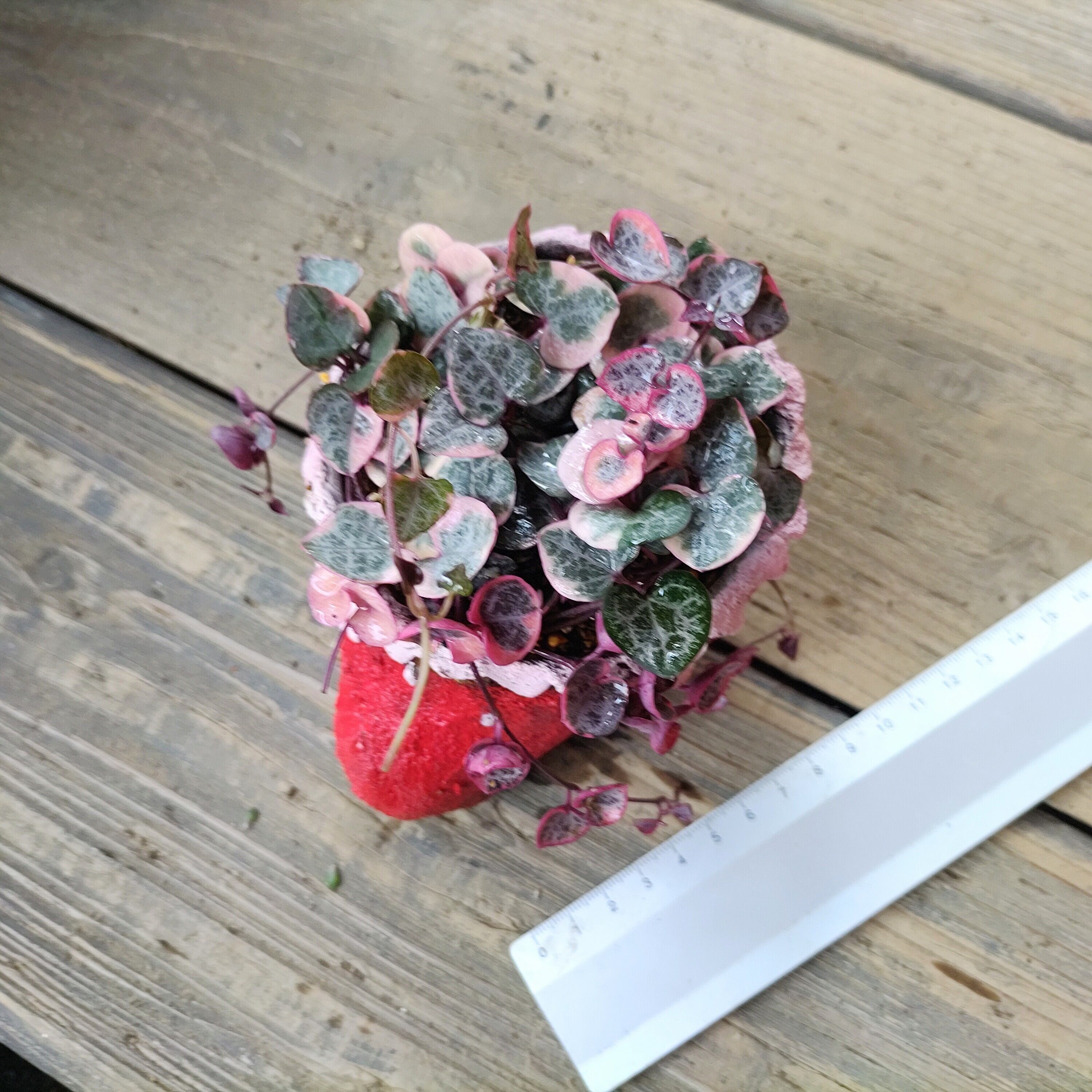 手作りブーツ入り斑入りハートカズラT | RuPo 多肉植物専門店