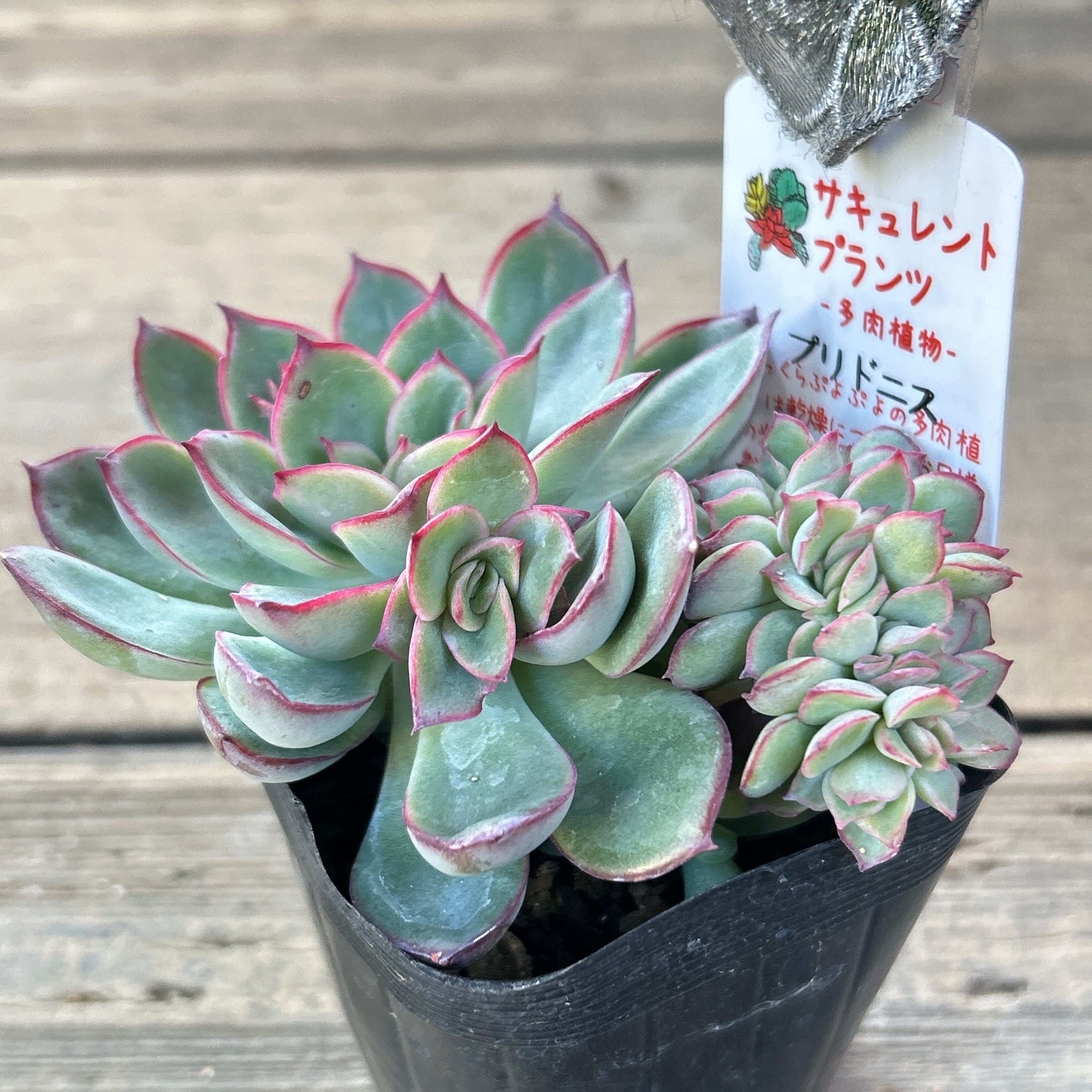 プリドニス(綴化) | RuPo 多肉植物専門店