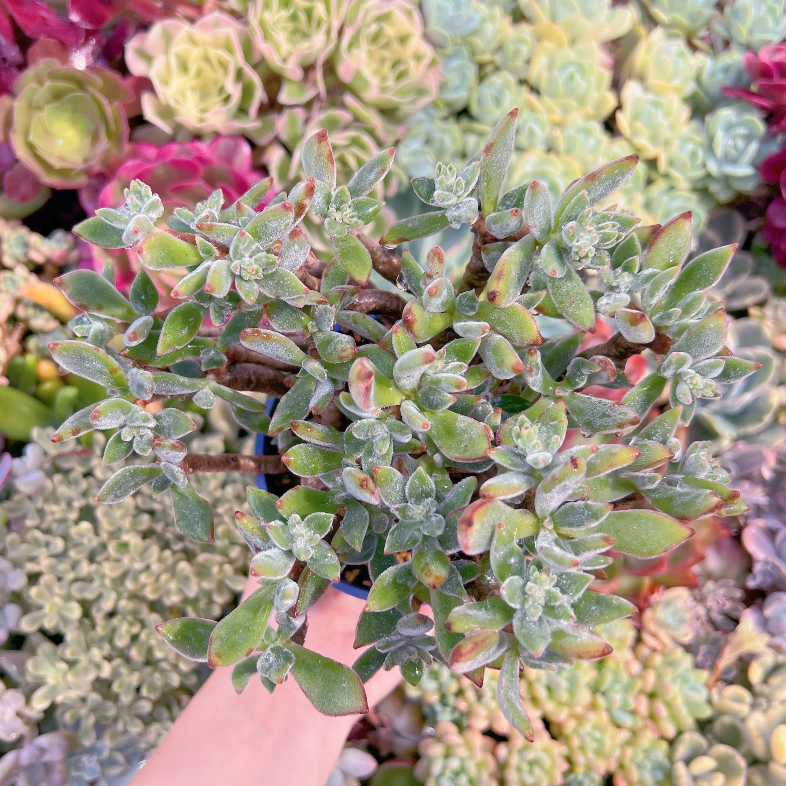 現品　錦晃星#F042　るる農園