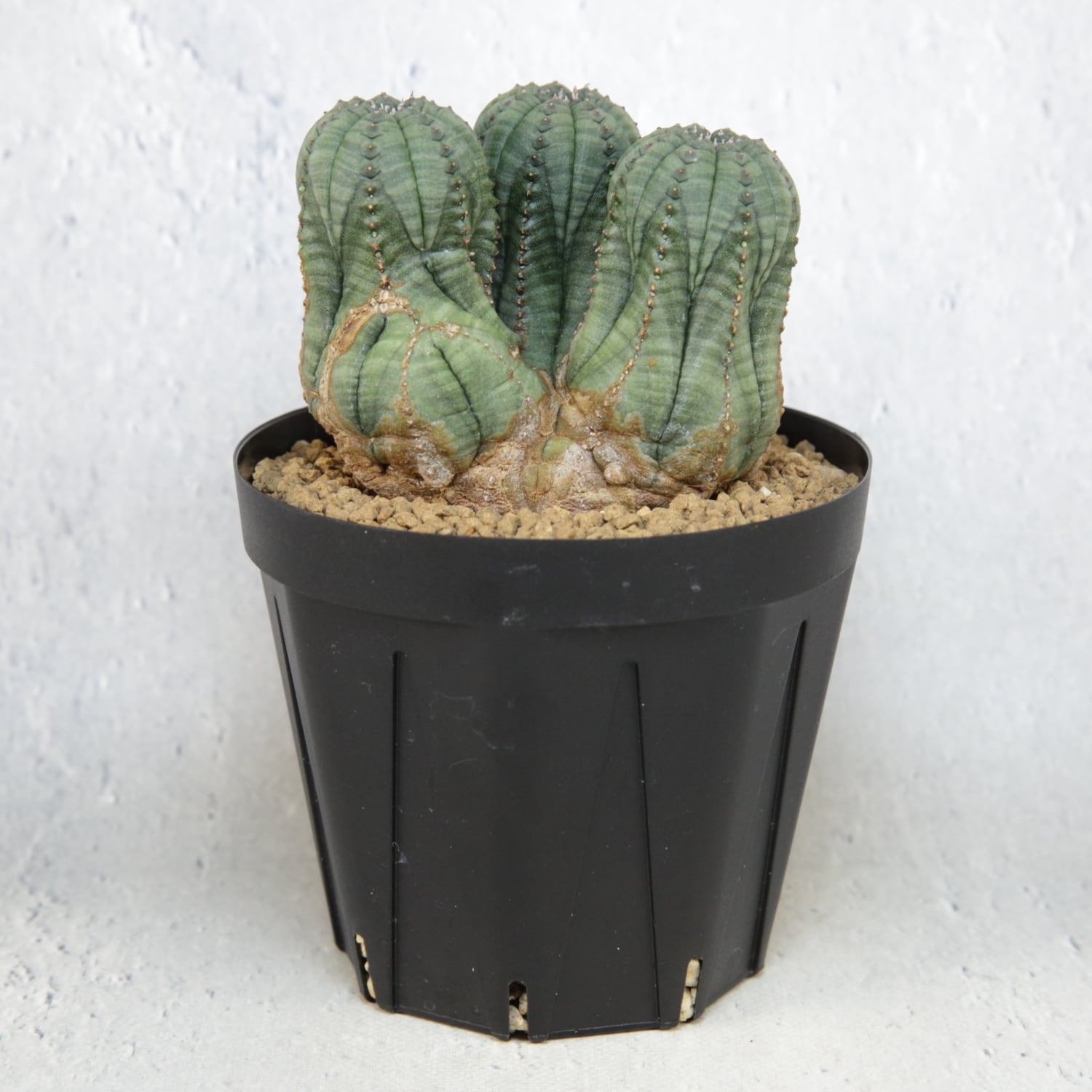 メス株【超厳選株】円扇石化 三頭 ダブルヘッド オベサ