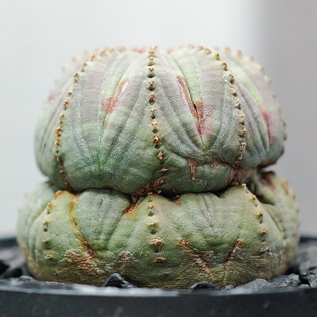 まん丸 オベサ | LIGHTHOUSE.PLANTS - 海外実生株のオベサなど輸入植物 