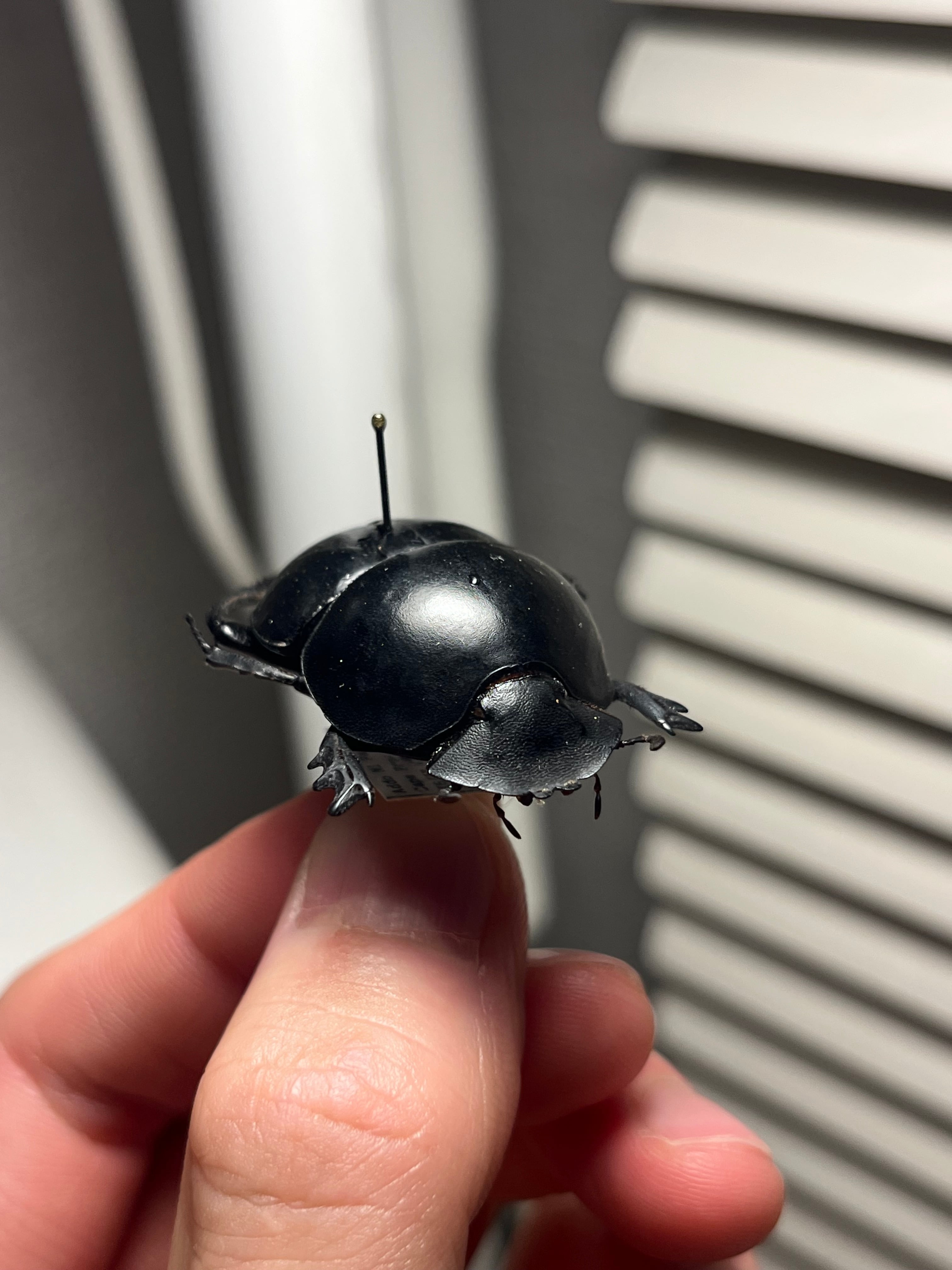 35mm】ピンポンタマオシコガネ 飛べないフンコロガシ オオニジ