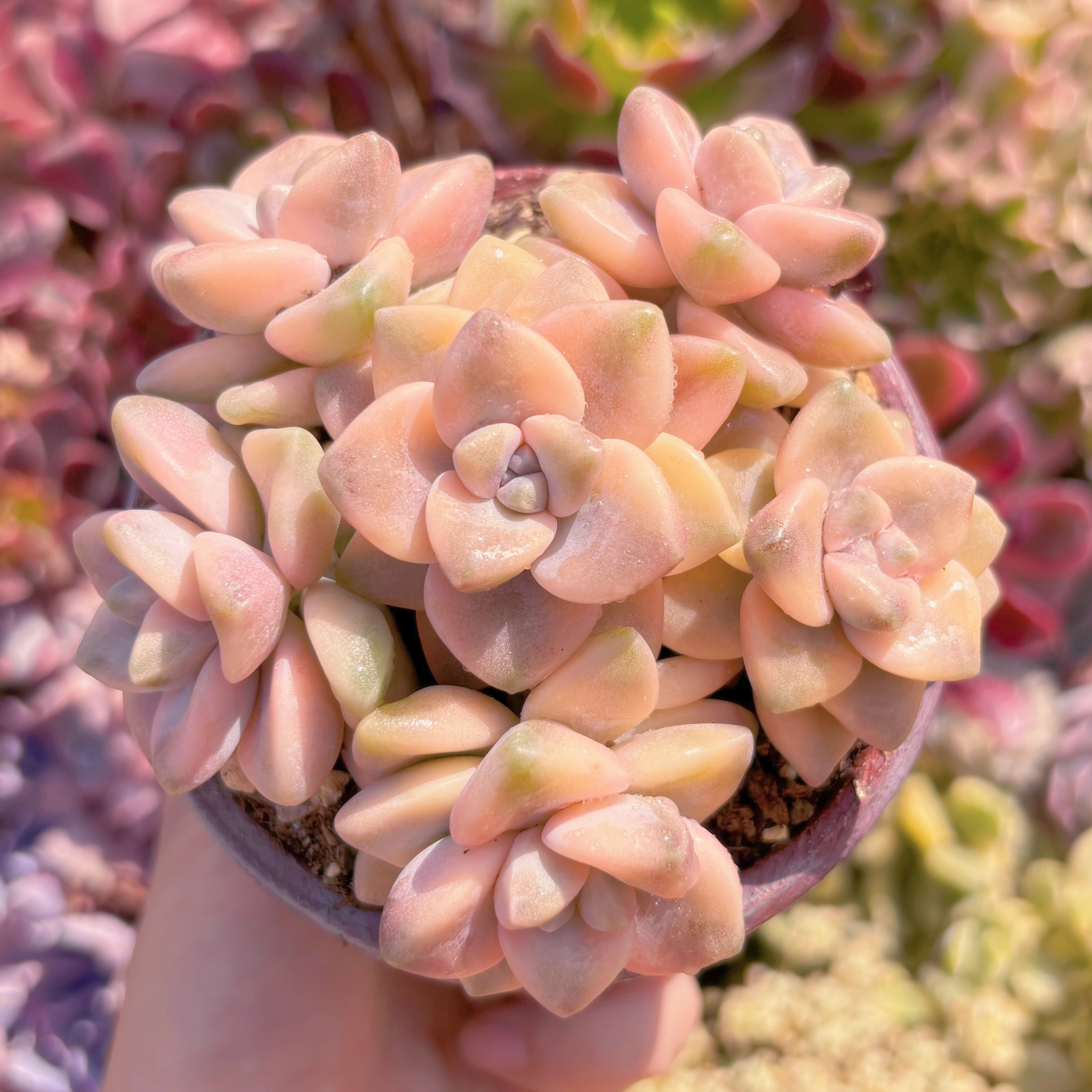 多肉植物　杏子美人錦　6頭　新入荷　るる農園