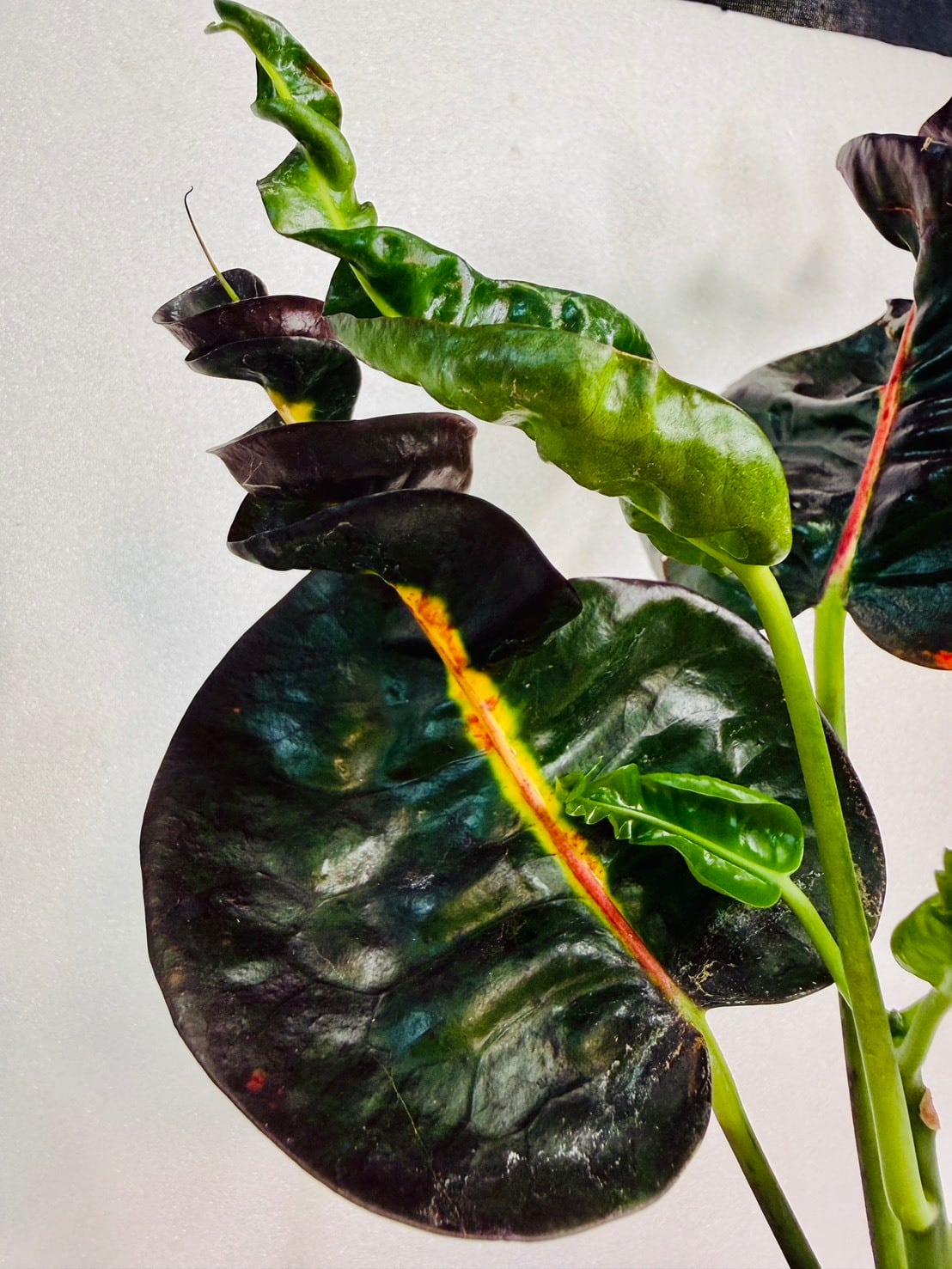クロトン Prang Thip 4号 | 観葉植物と雑貨のお店 VIVAGREEN