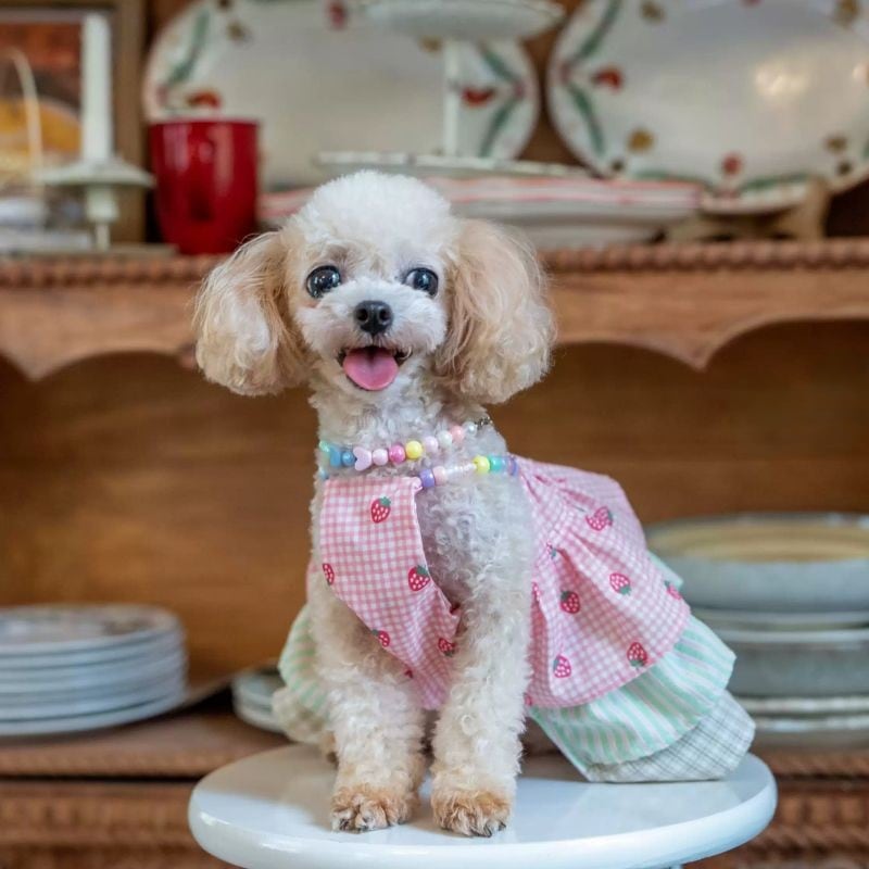 【予約】ベリーなスカートのワンピース 犬服 01331