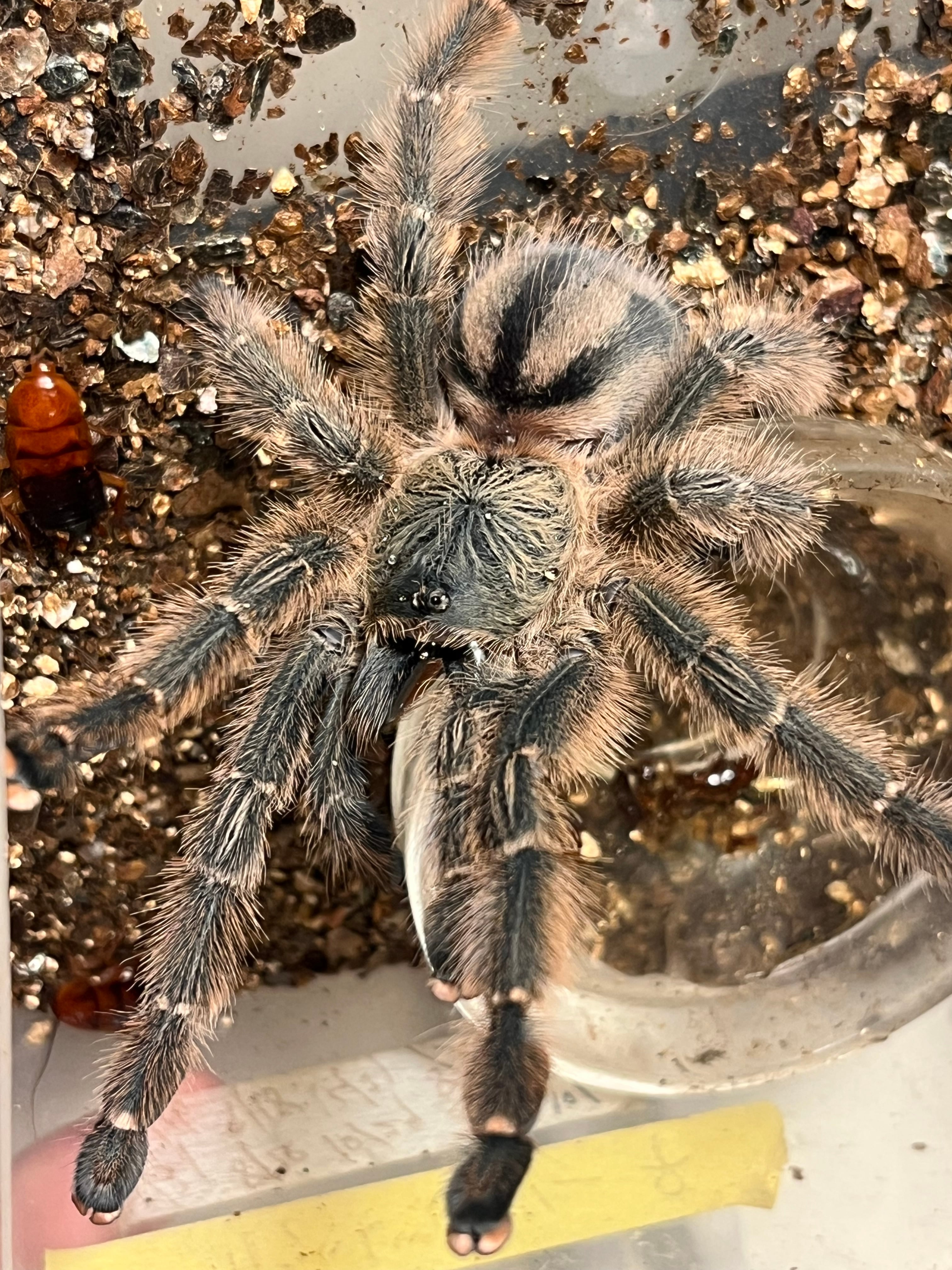 68mm♀】テナガカミキリ 昆虫標本甲虫ハムシサソリタランチュラムカデ