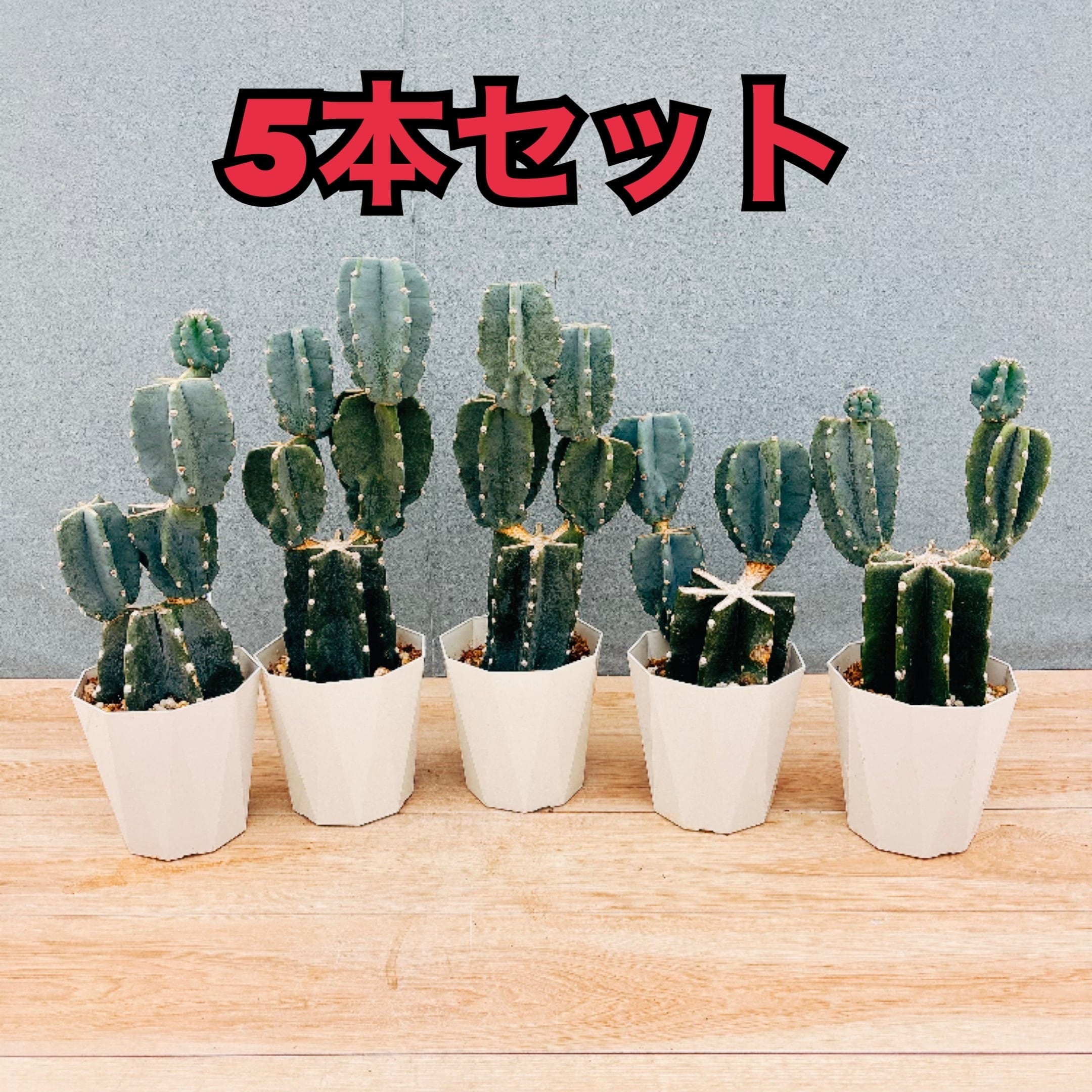 現品］97番 エスキナンサス ラディカンス 5号 観葉植物 室内 吊り下げ