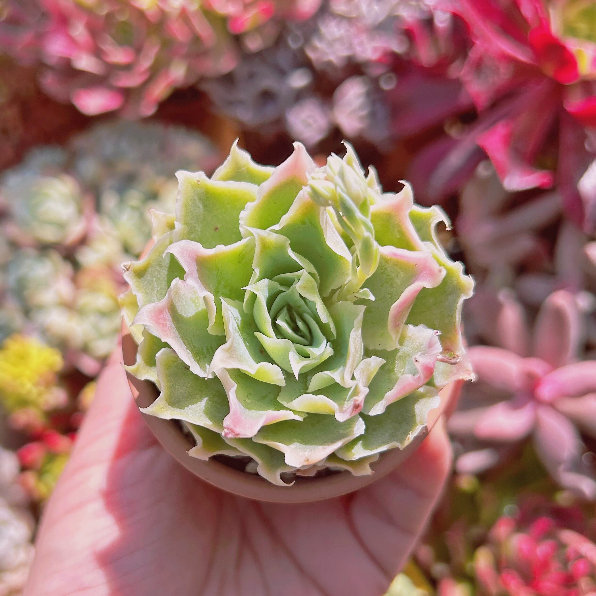 多肉植物　シムランシス　