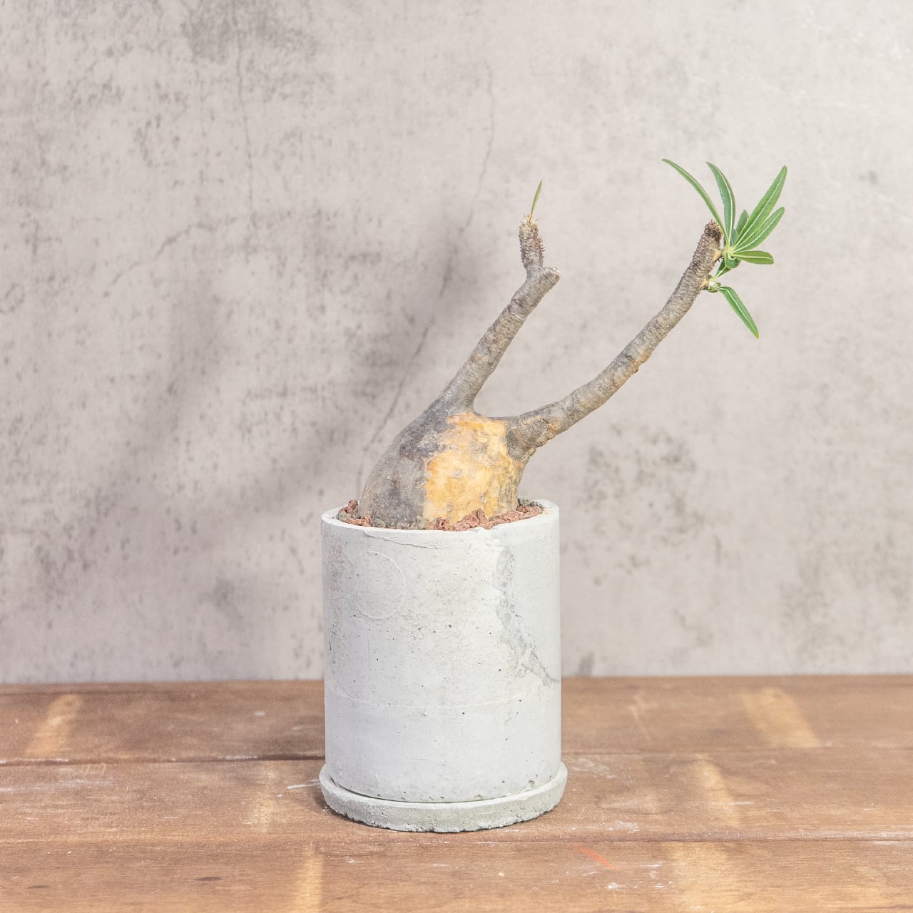 パキポディウム・グラキリス（胴回り20㎝）｜丸みのあるフォルムが愛らしい小ぶりな現地株【発根済／モルタル鉢】