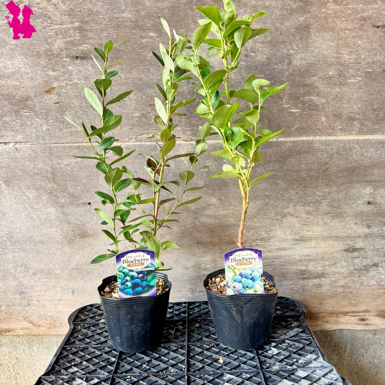 ブルーベリー苗　ミスティ42本セット ブルーベリー】【2本セット】シャープブルー＆ミスティ | 園芸