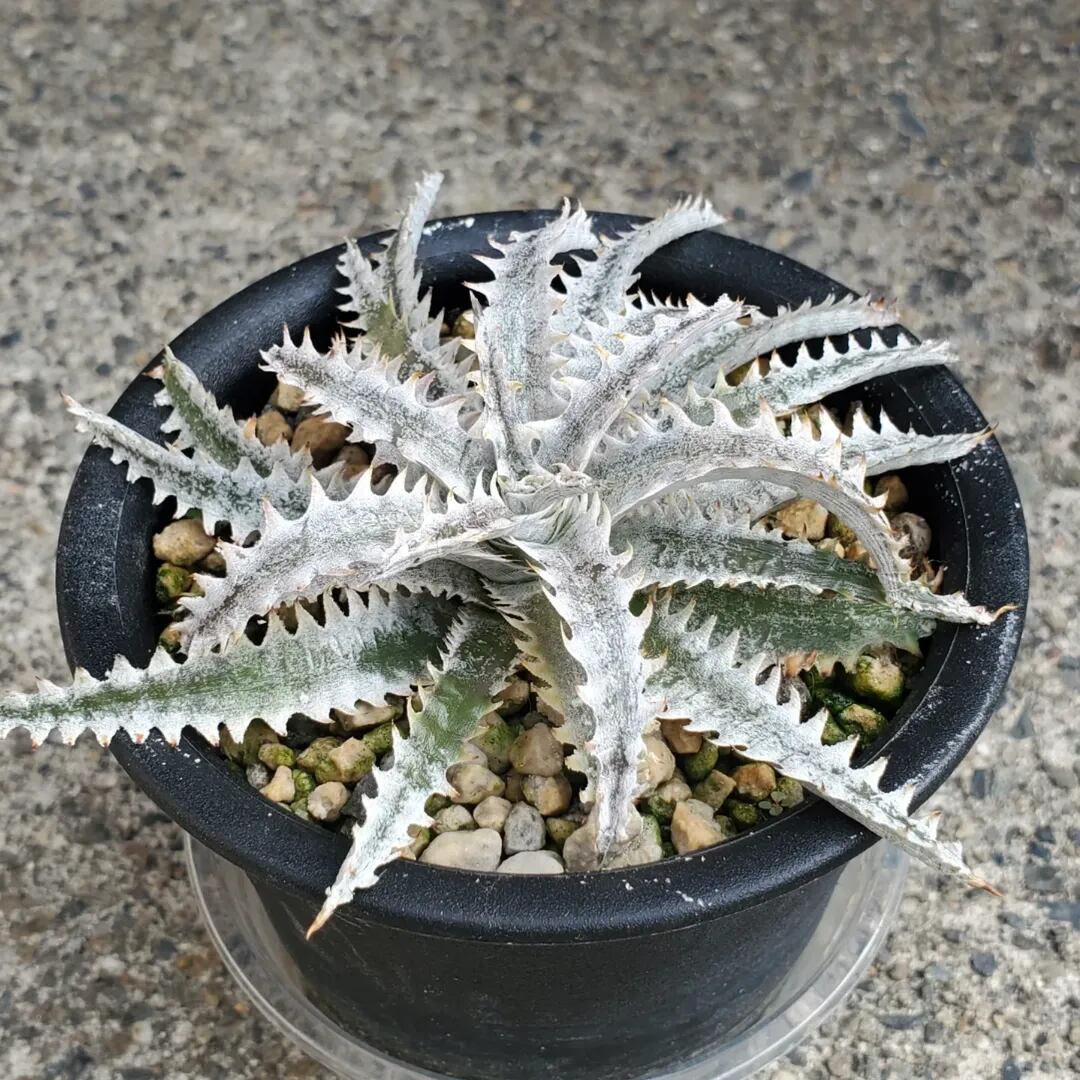F00452_Dyckia 'Ocean Starlight'：ディッキア・オーシャンスター