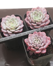 鉢植え ラフィート Echeveria 'Lafeet'