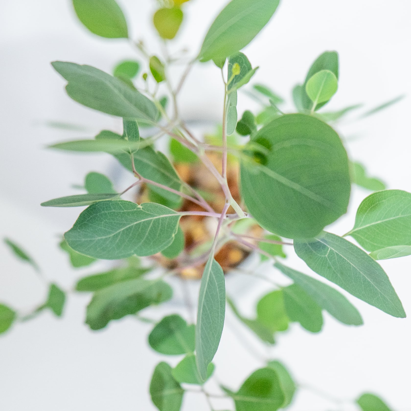 ユーカリ・ポリアンセモス 軽やかな葉姿と無機質な鉢の対比が美しい観葉植物