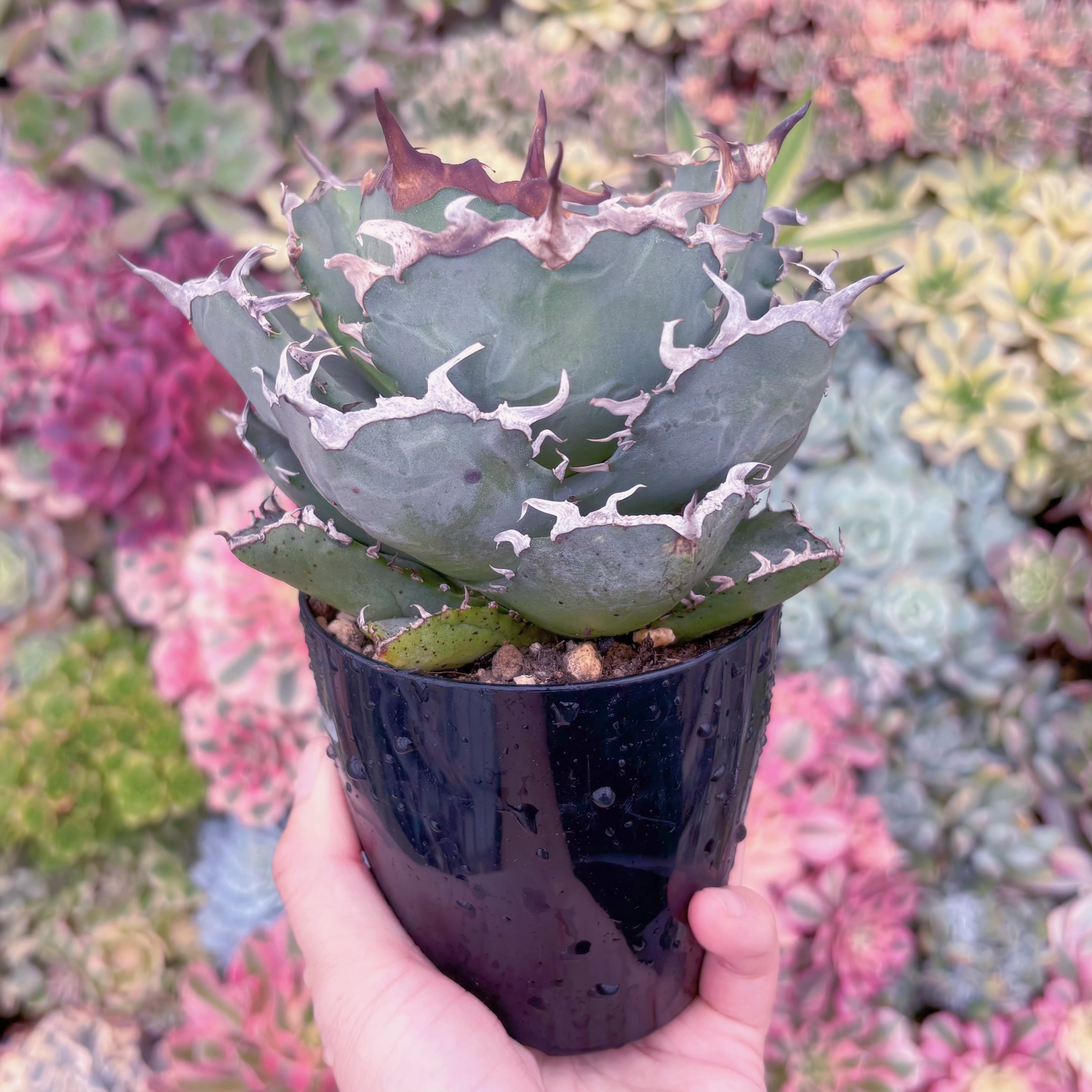 現品　アガベ　カニ#289　新入荷　るる農園