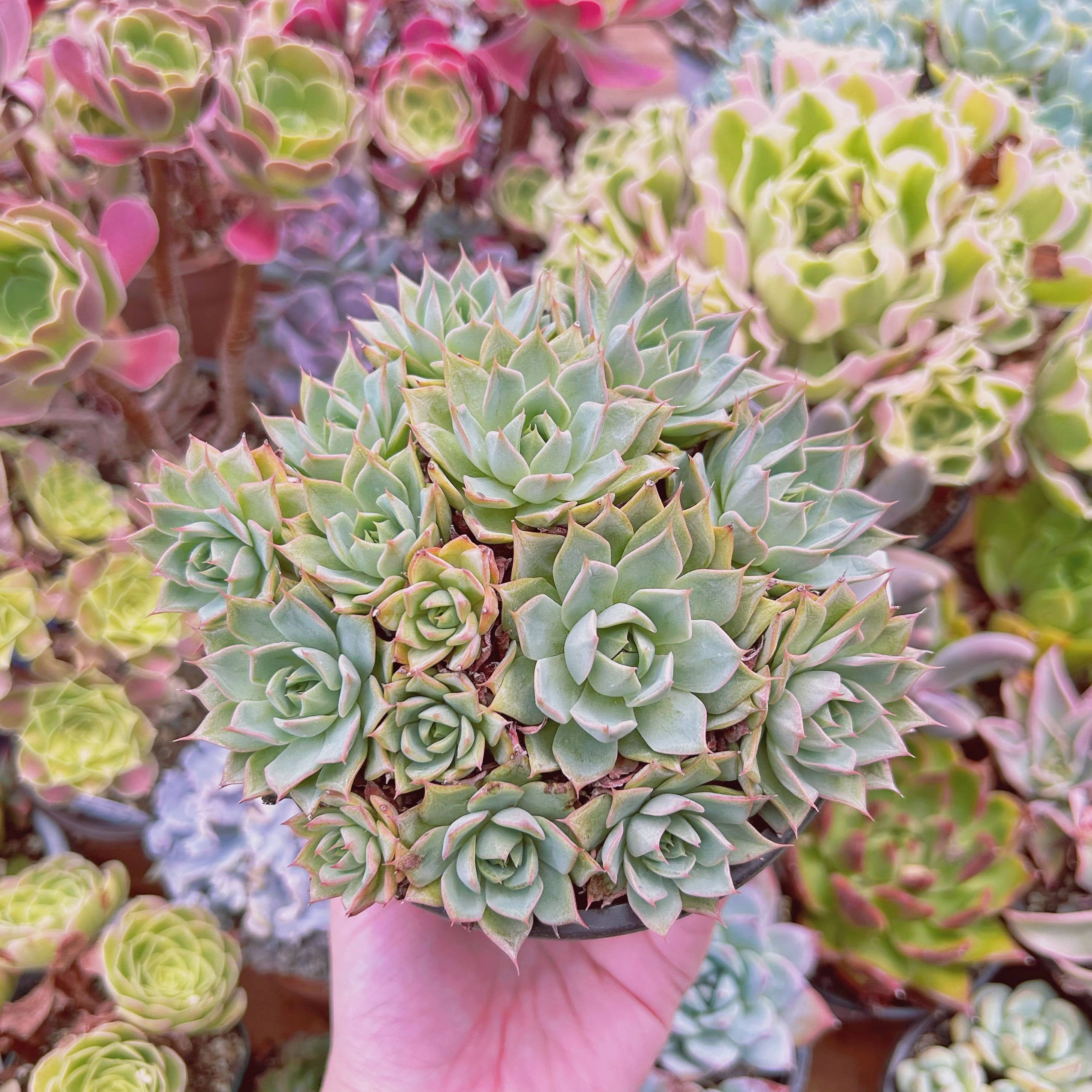 リンゼアナ 多肉植物 エケベリア|観葉植物 リンゼアナ 多肉植物 エケベリア|観葉植物