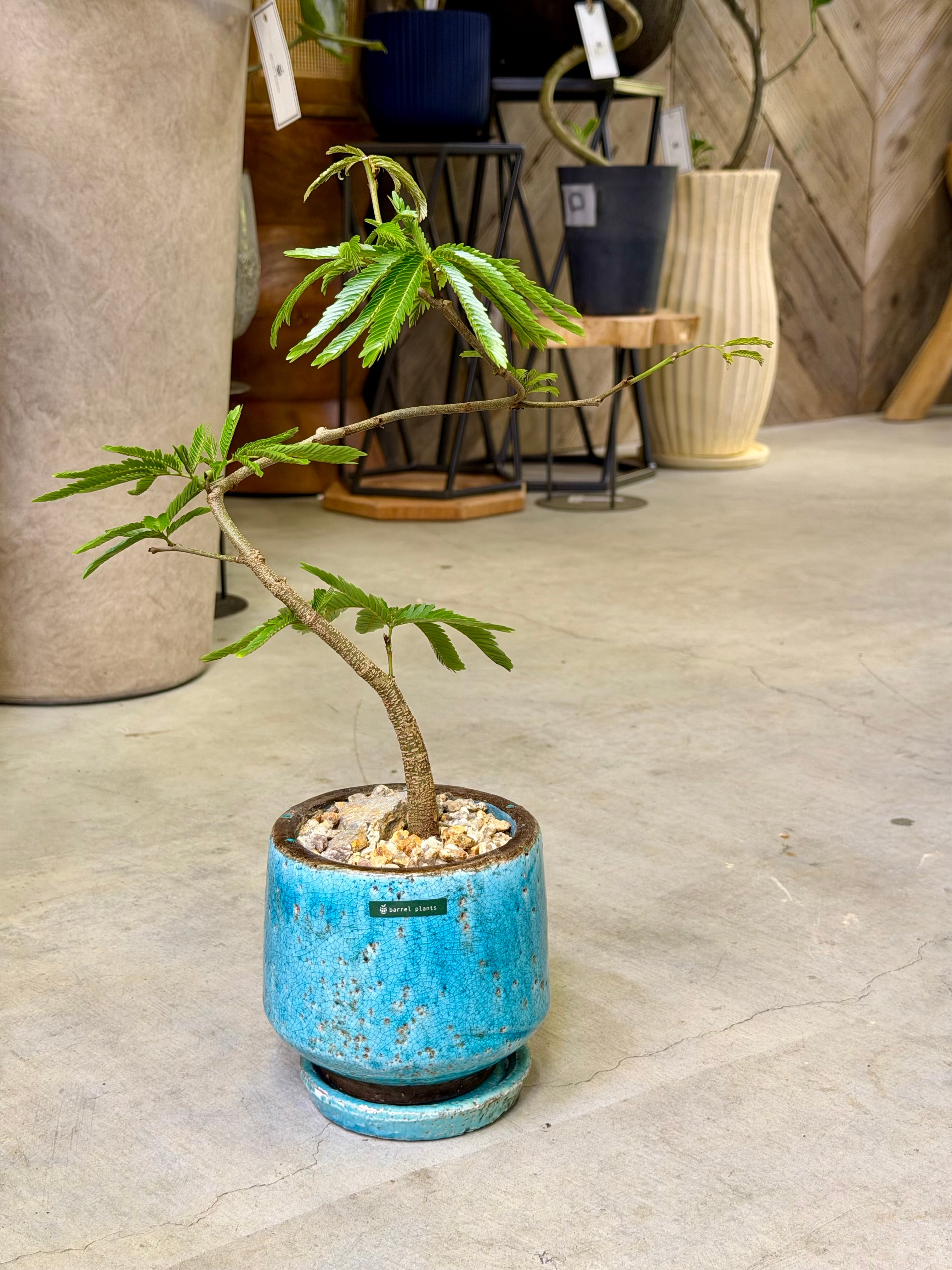 蘇轍・ソテツ | barrelplants_BONSAI