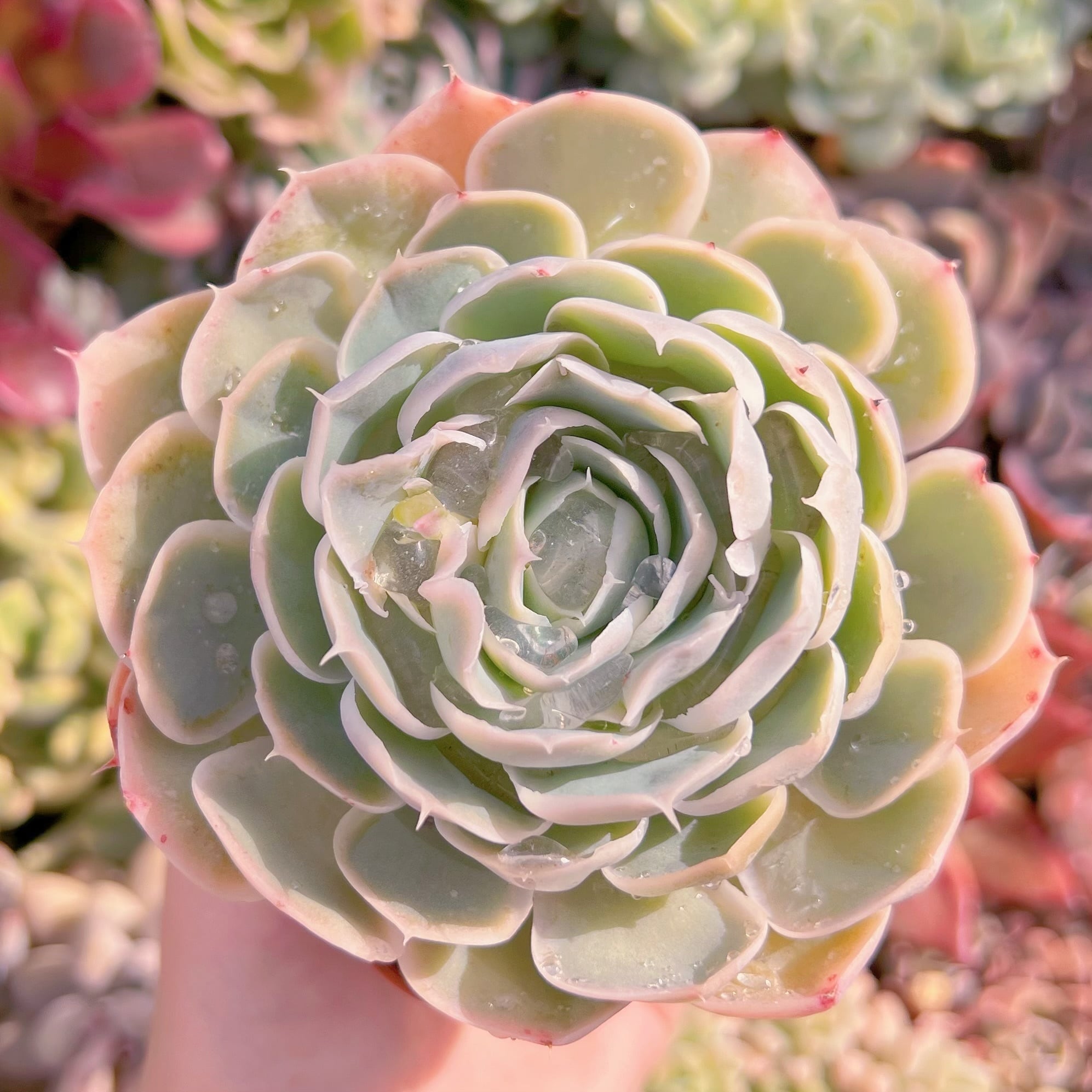 現物　プリーツスカート#867　古株   るる農園