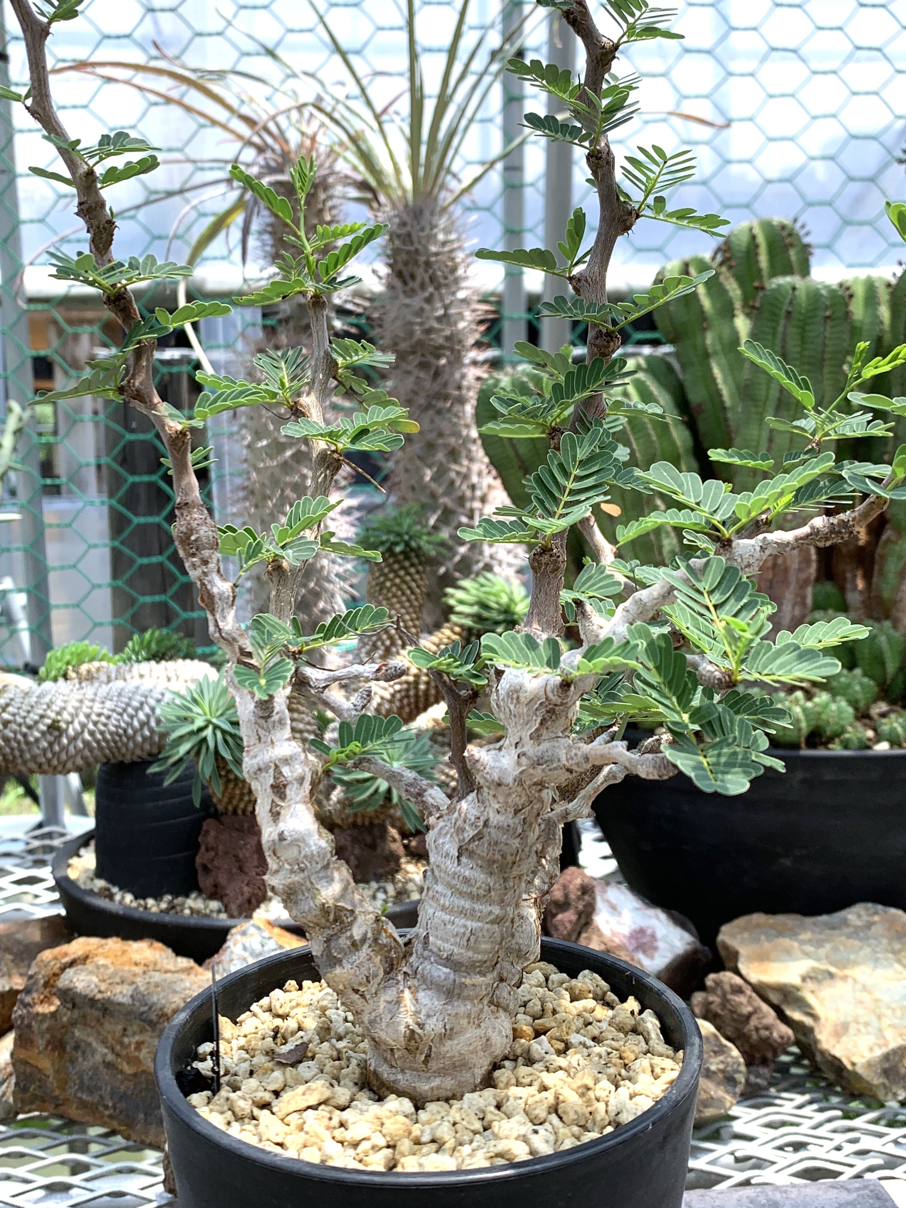 センナ　メリディオナリス 園芸ネット本店｜[ザ・ファームセレクト]センナ：メリディオナリス 3号