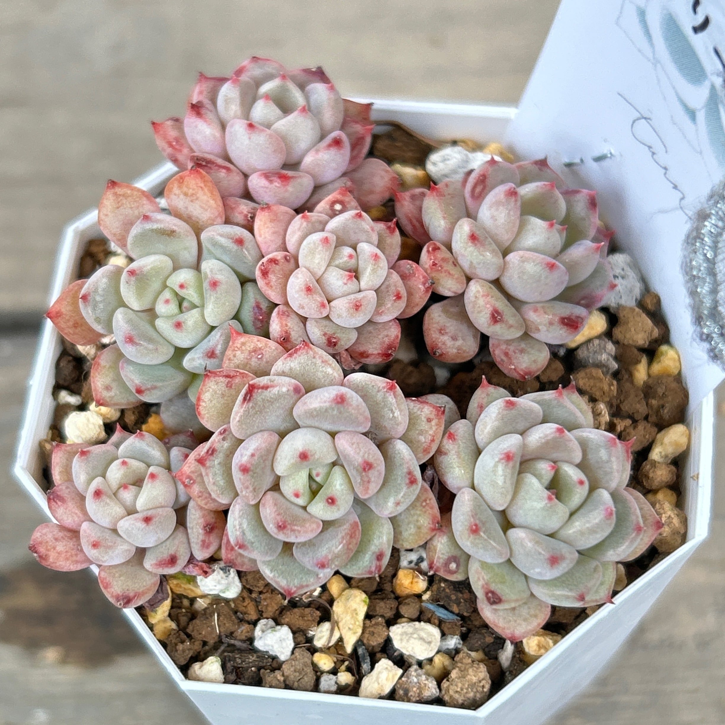 【10.バブルモンスター＊多肉植物販売会】 cfb8d6006876b5c9d52d7499ea998e