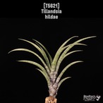 【送料無料】hildae〔エアプランツ〕現品発送T5621