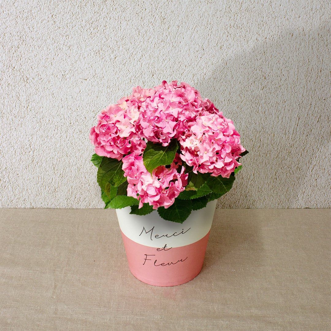 早割10%OFF【2026 Mother's Day HP₋9 アジサイ鉢植え(クレイジーテンシア/4寸)】母の日|鉢植え|母の日ギフト|母の日 アジサイ|