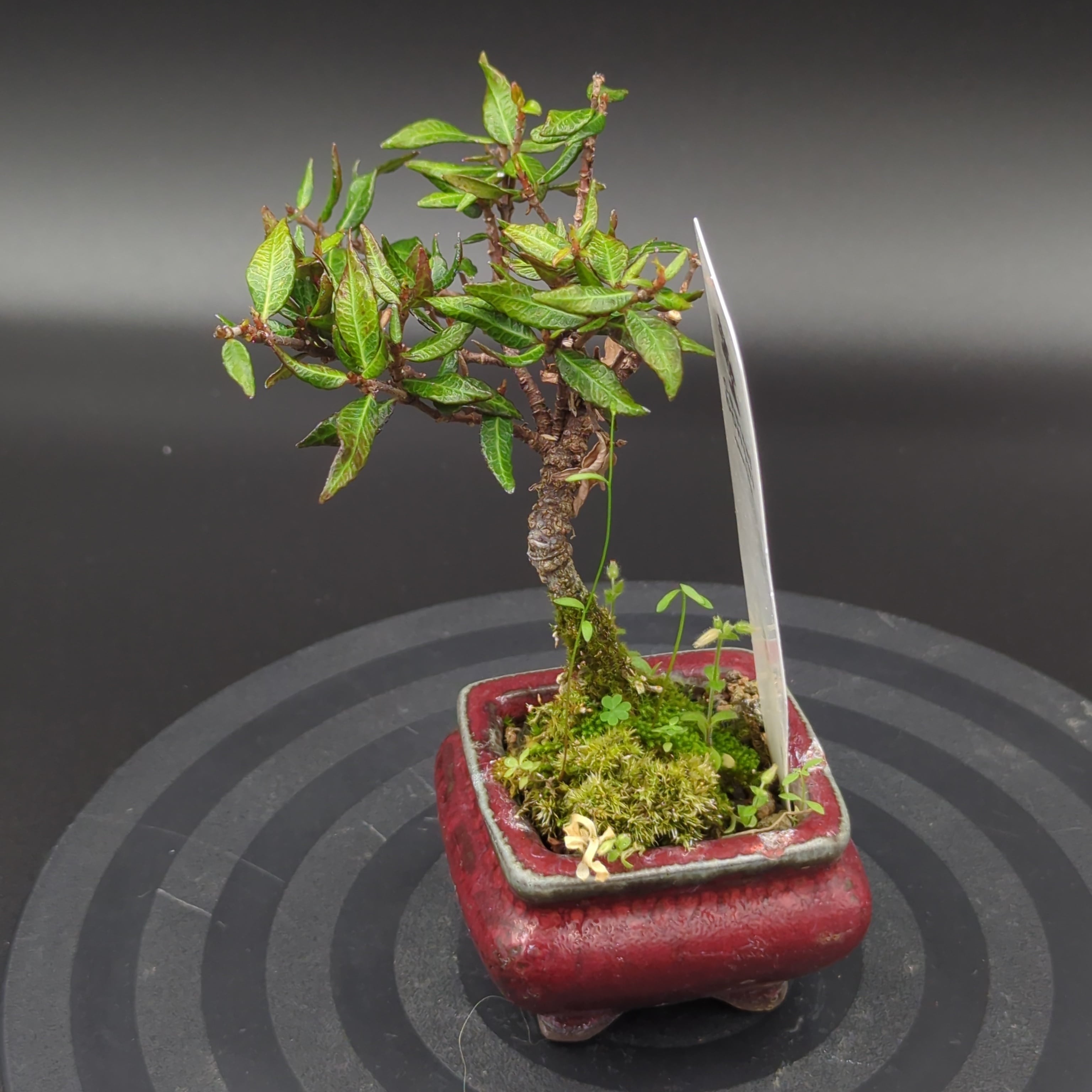 盆栽 チリメンカズラ 小品 樹高鉢底より約14cm 盆栽 チリメンカズラ 小品 樹高鉢底より約14cm