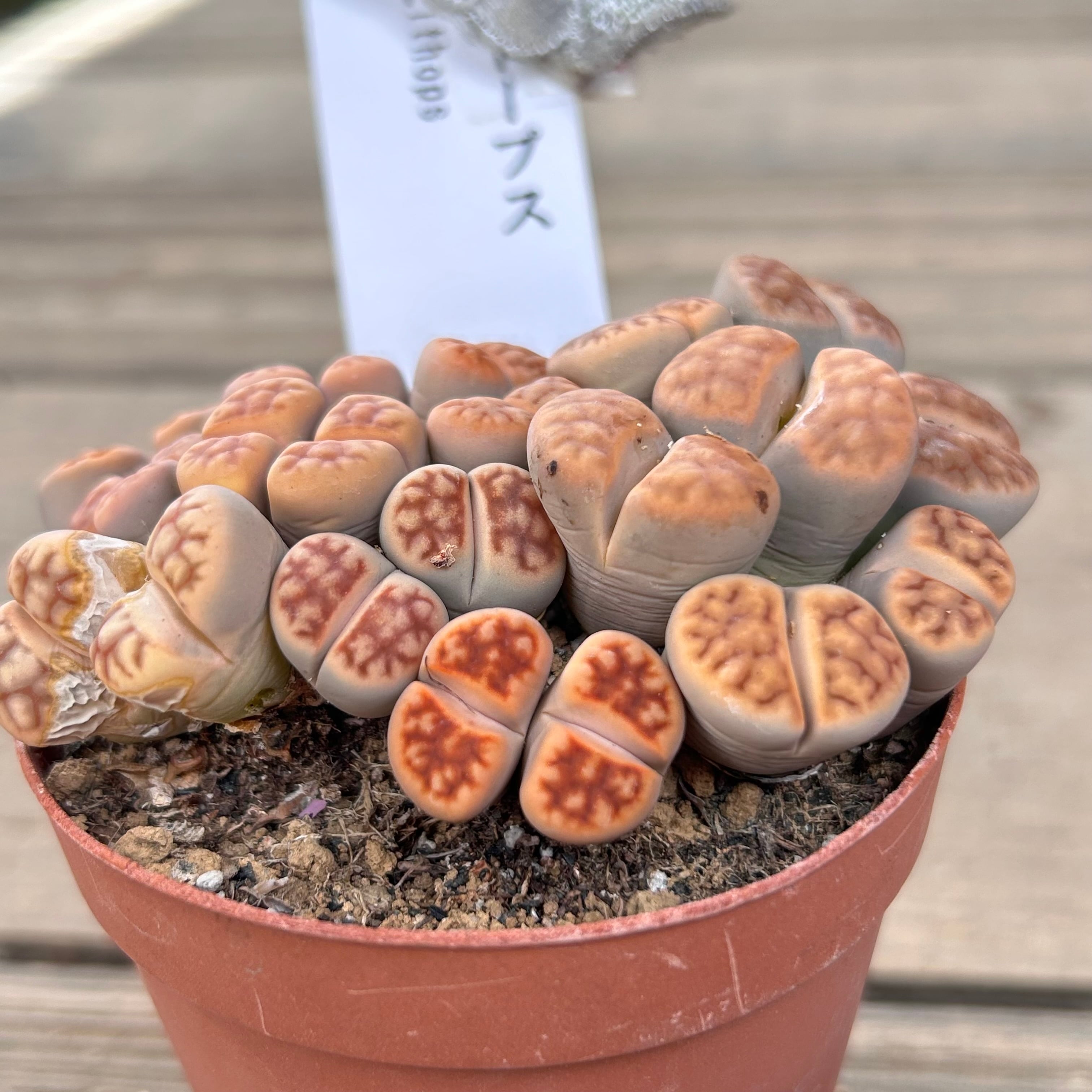 H)リトープス | RuPo 多肉植物専門店
