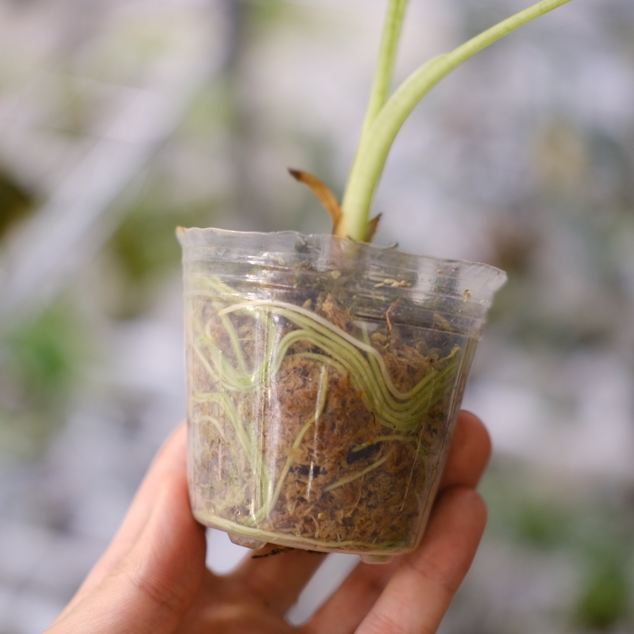 アロカシア グリーンベルベット / Alocasia Green Velvet⑩ / 観葉植物