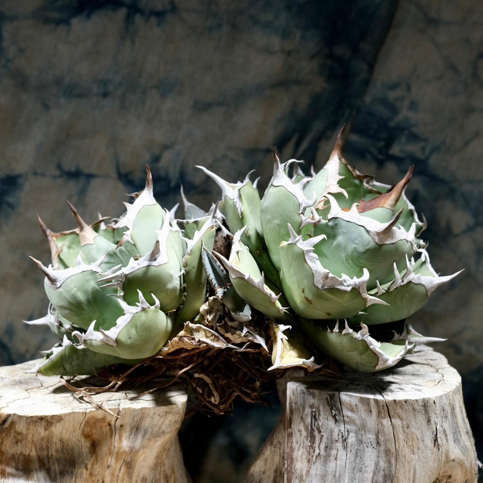 Agave titanota Wabi 阿修羅 双頭 21cm （子株付） | wabi