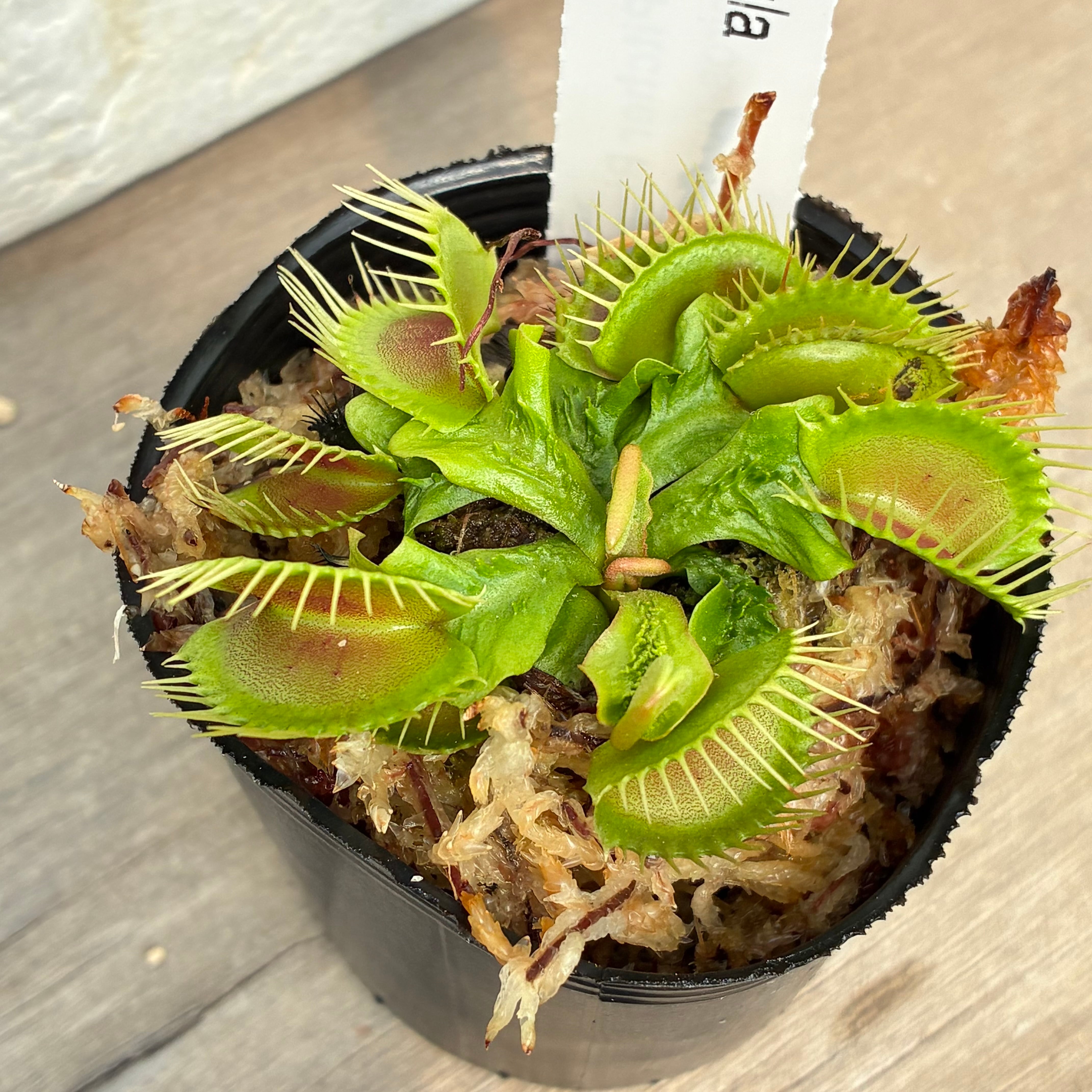 ハエトリソウ トライクタファーレDionaea muscipula trichterfalle