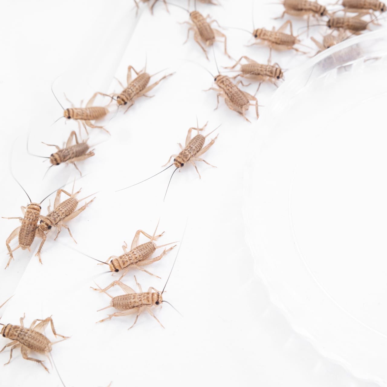 4mm】アカガネオオコブハムシ 赤銅色 コメツキムシ昆虫標本甲虫