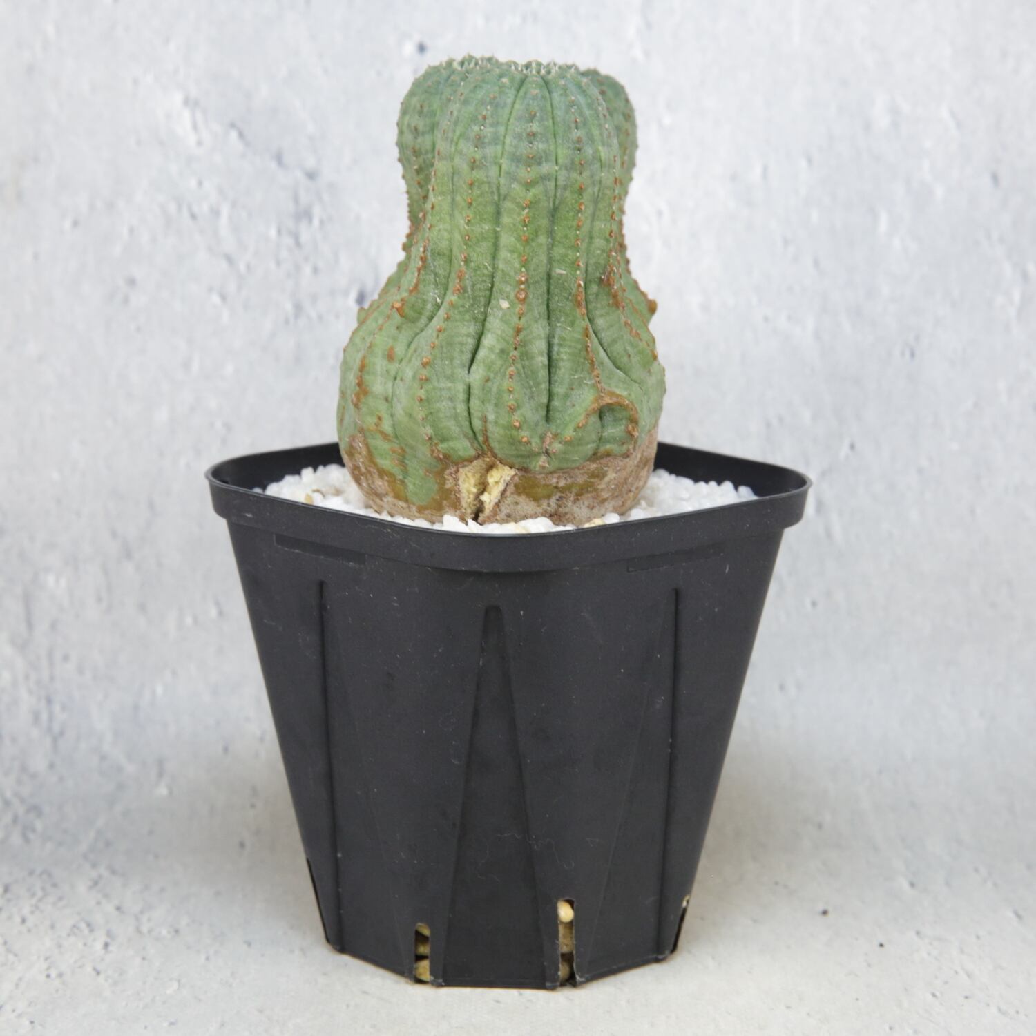 ユーフォルビア　オベサ　扇綴化　カキコ ユーフォルビア オベサ 扇綴化 カキコ