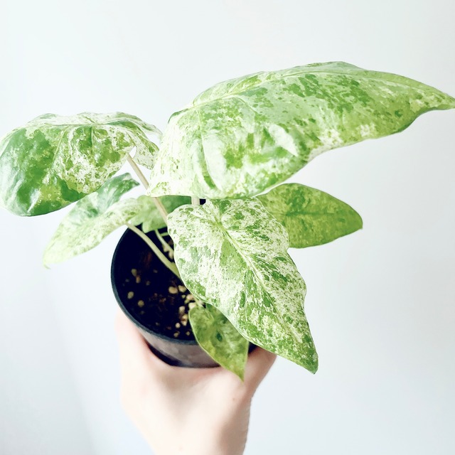 アクセントカラーに◎ アロカシア・オドラ バティック｜斑入り希少種 観葉植物 calm cafe