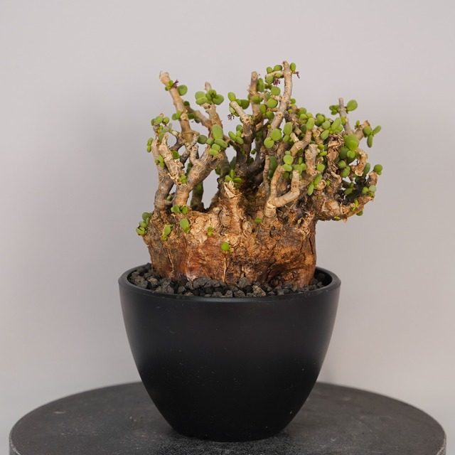 F10 ケラリア ピグマエア  発根済み 現地球