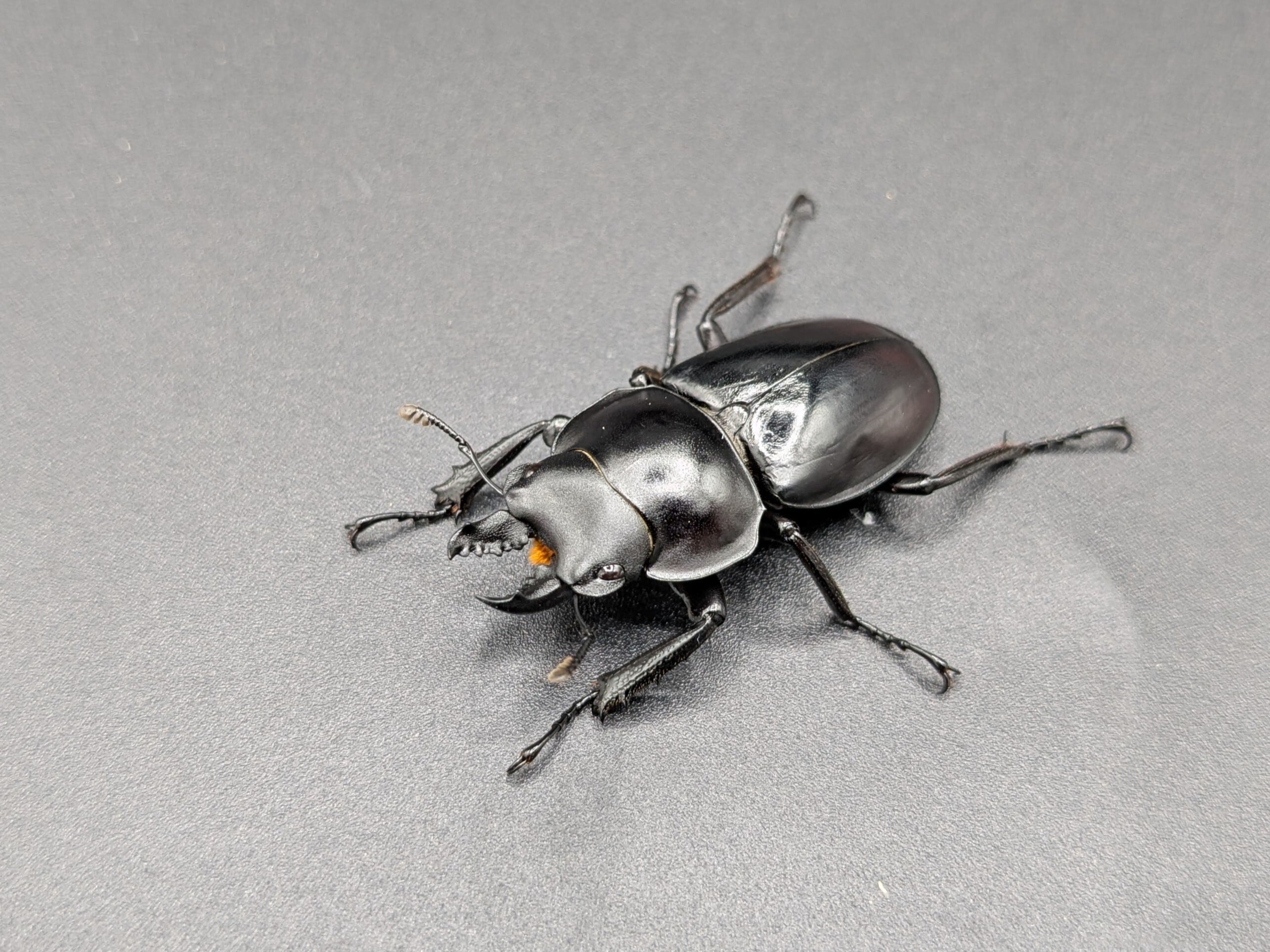 WDドロマルバネクワガタ ♂45mm♀34mm