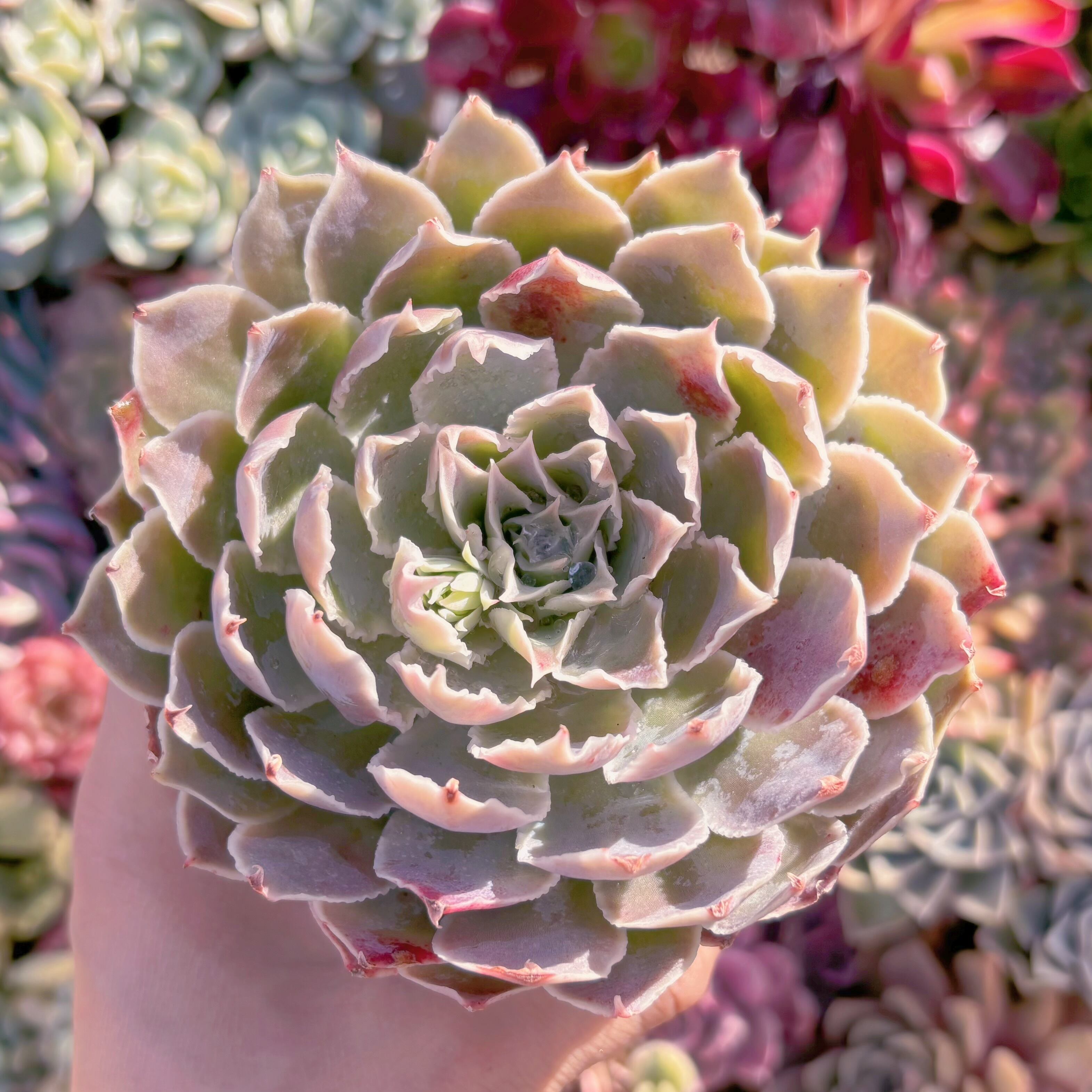 現品　Echeveria 'Laguna Sanchez'#647　るる農園