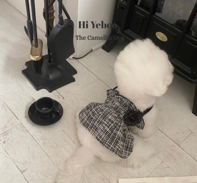 《予約》HI0038 The Camellia Ops