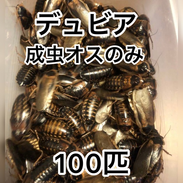 デュビア成虫　オス  100匹