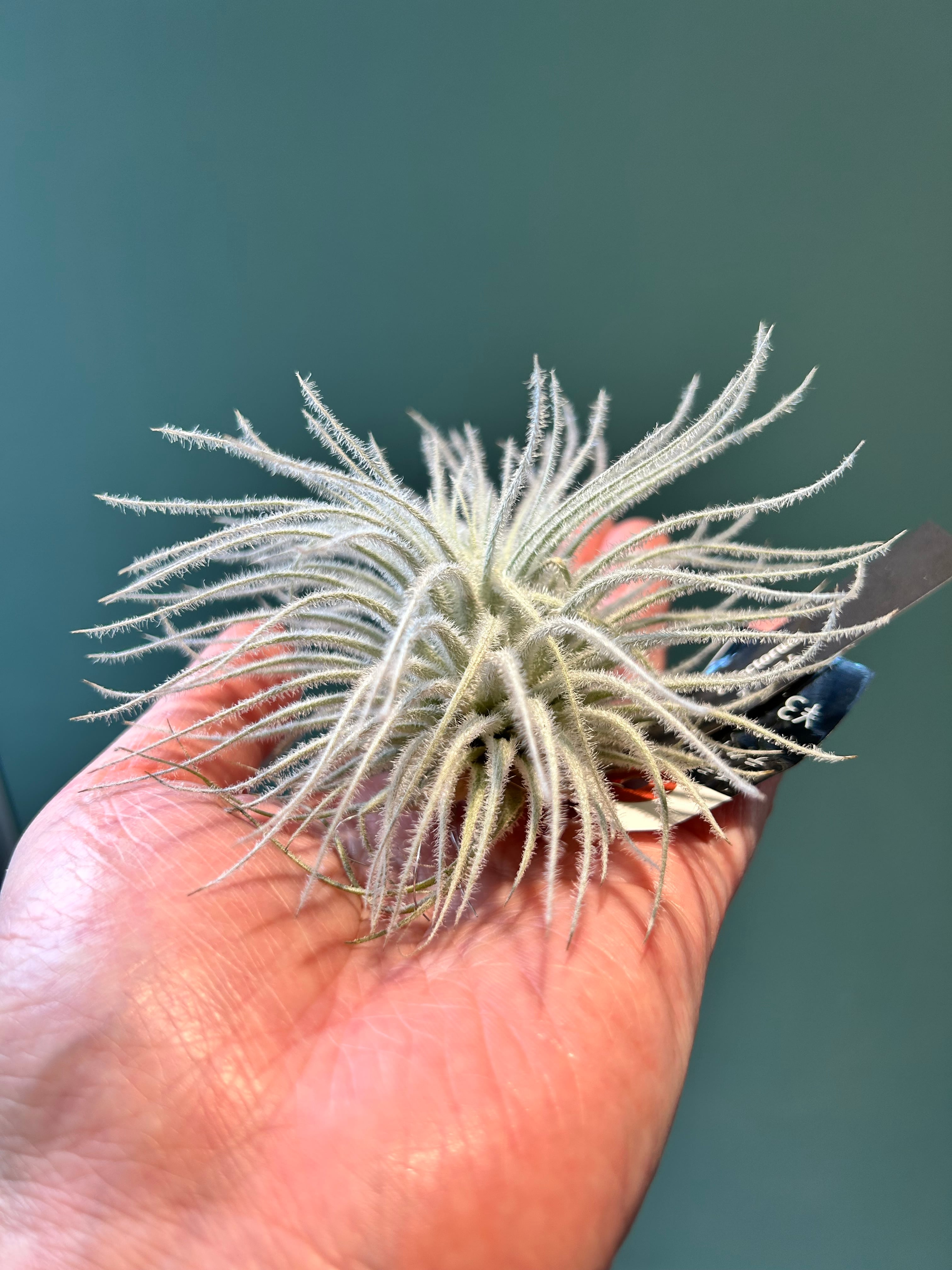 チランジア テクトラム | 植物との暮らし apricot