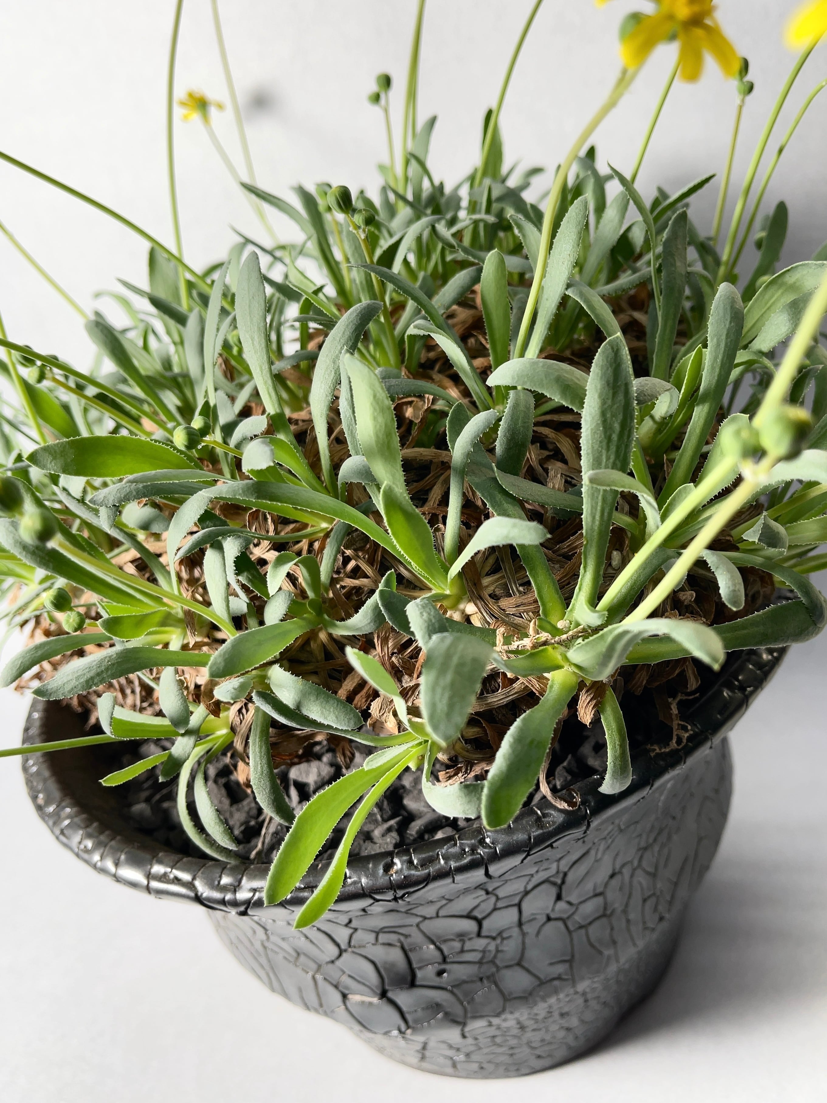 オトンナ・レトロルサ | trigger