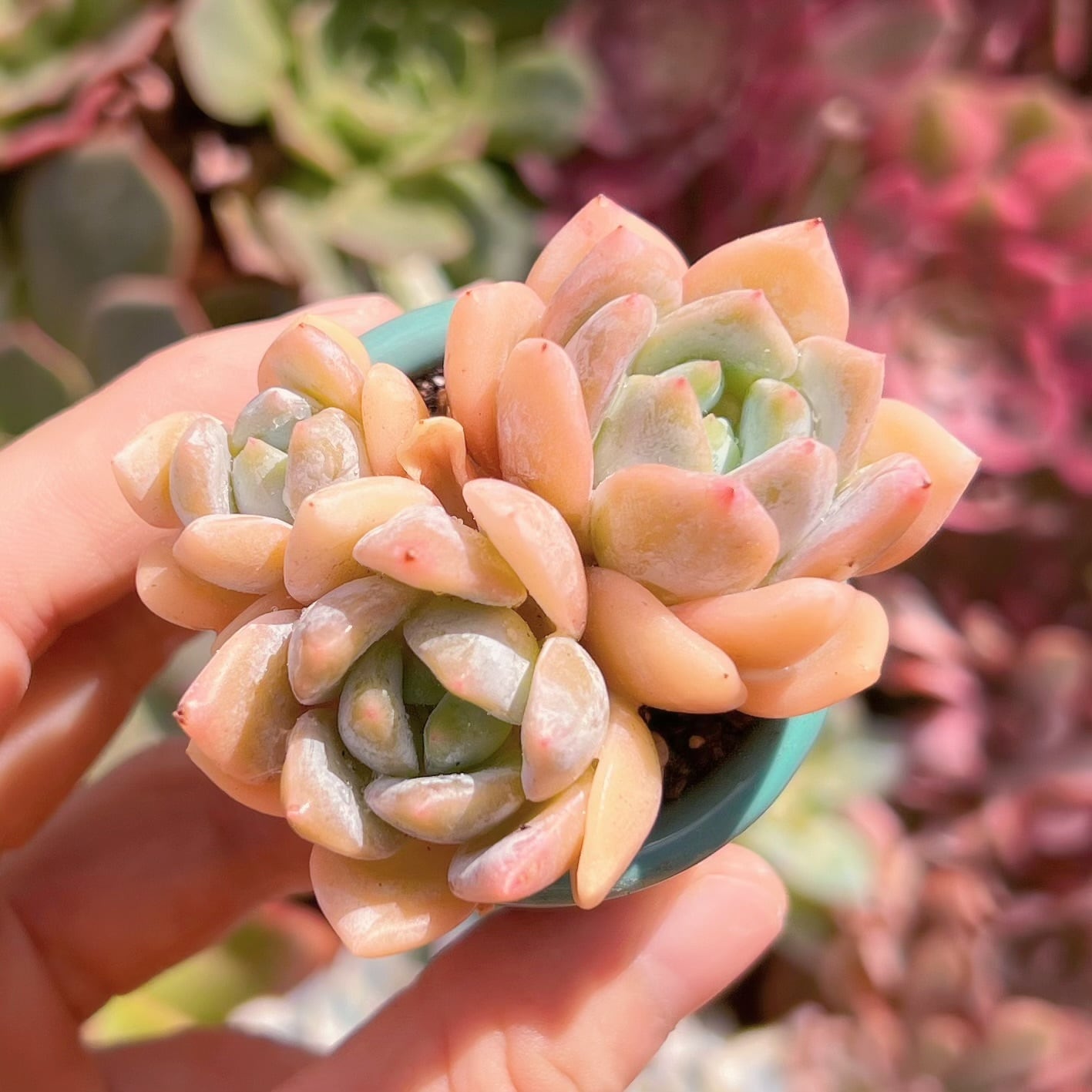 多肉植物　夢の雪　3頭　新入荷　るる農園