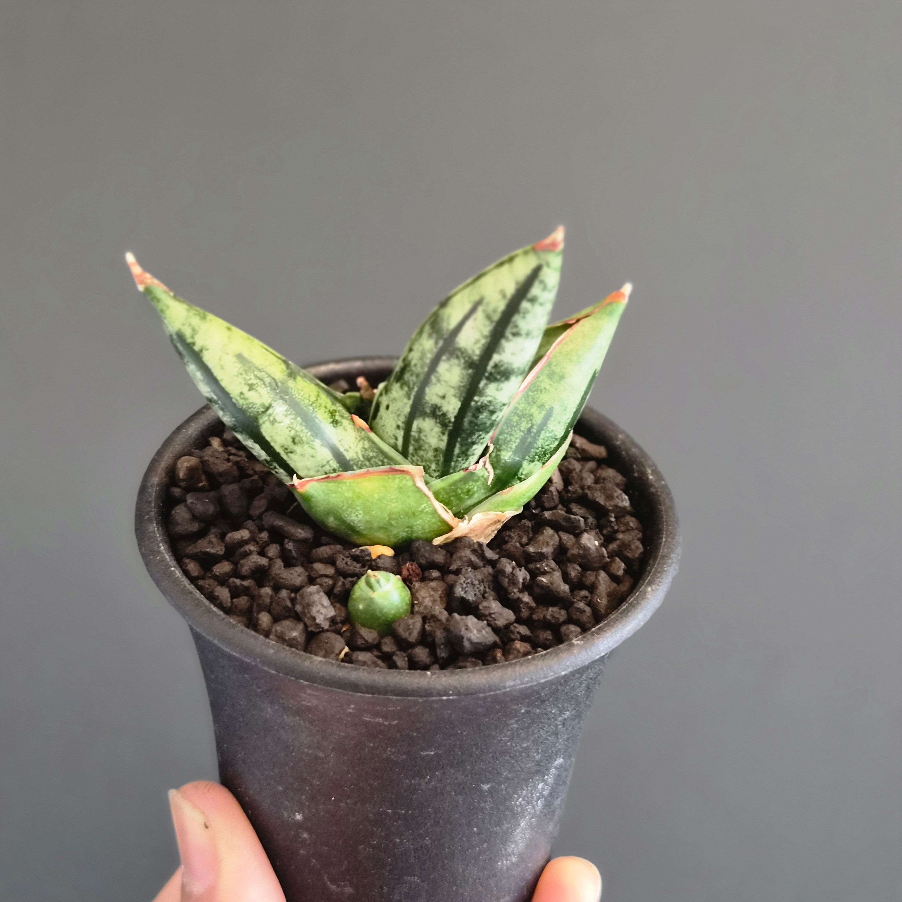 Sansevieria pfeisteri サンスベリア・プフィステリー(M) | Plants Baka