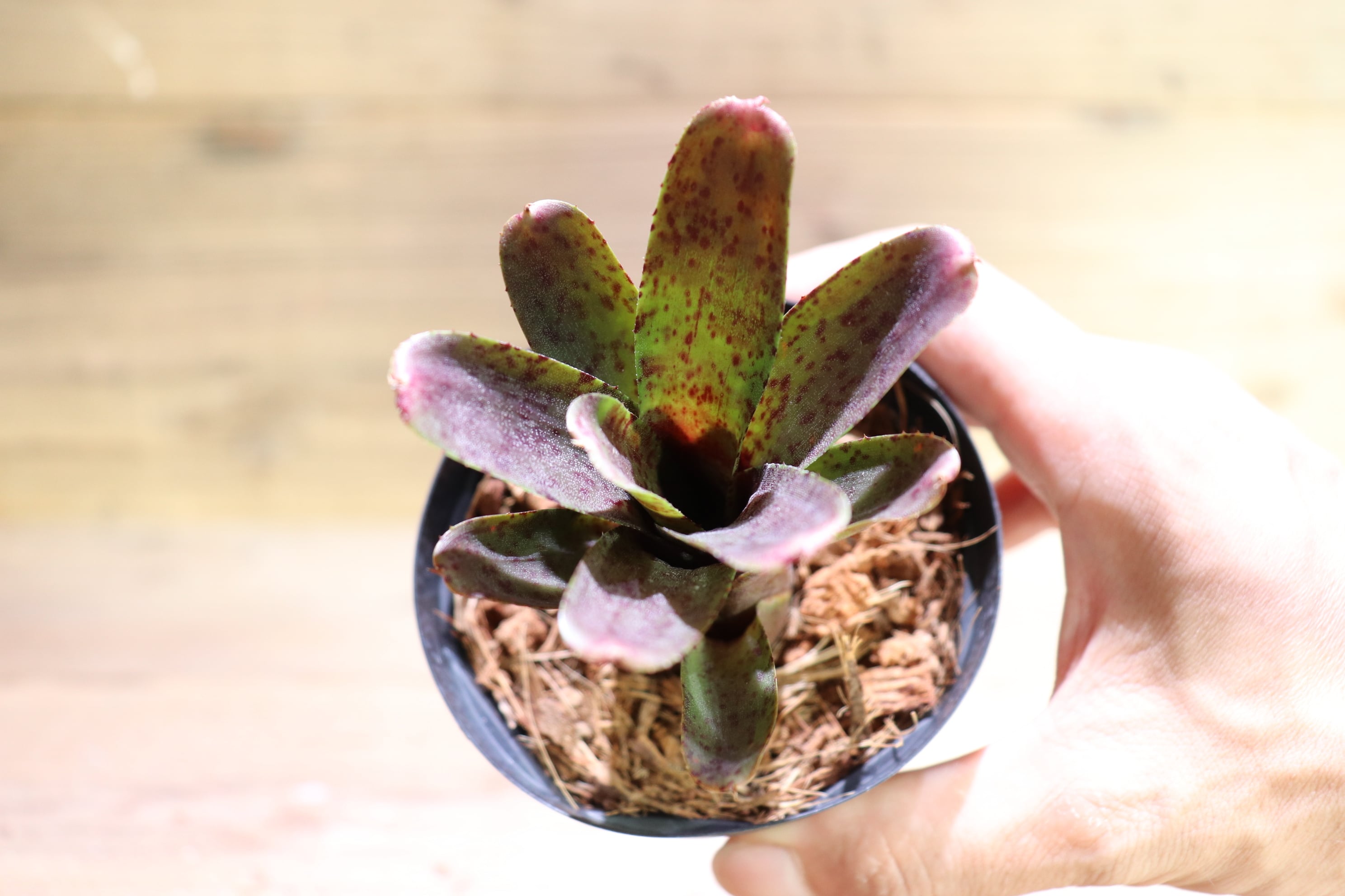 送料無料】Neoregelia punctatissima hybrid〔ネオレゲリア 送料無料】Neoregelia punctatissima hybrid〔ネオレゲリア