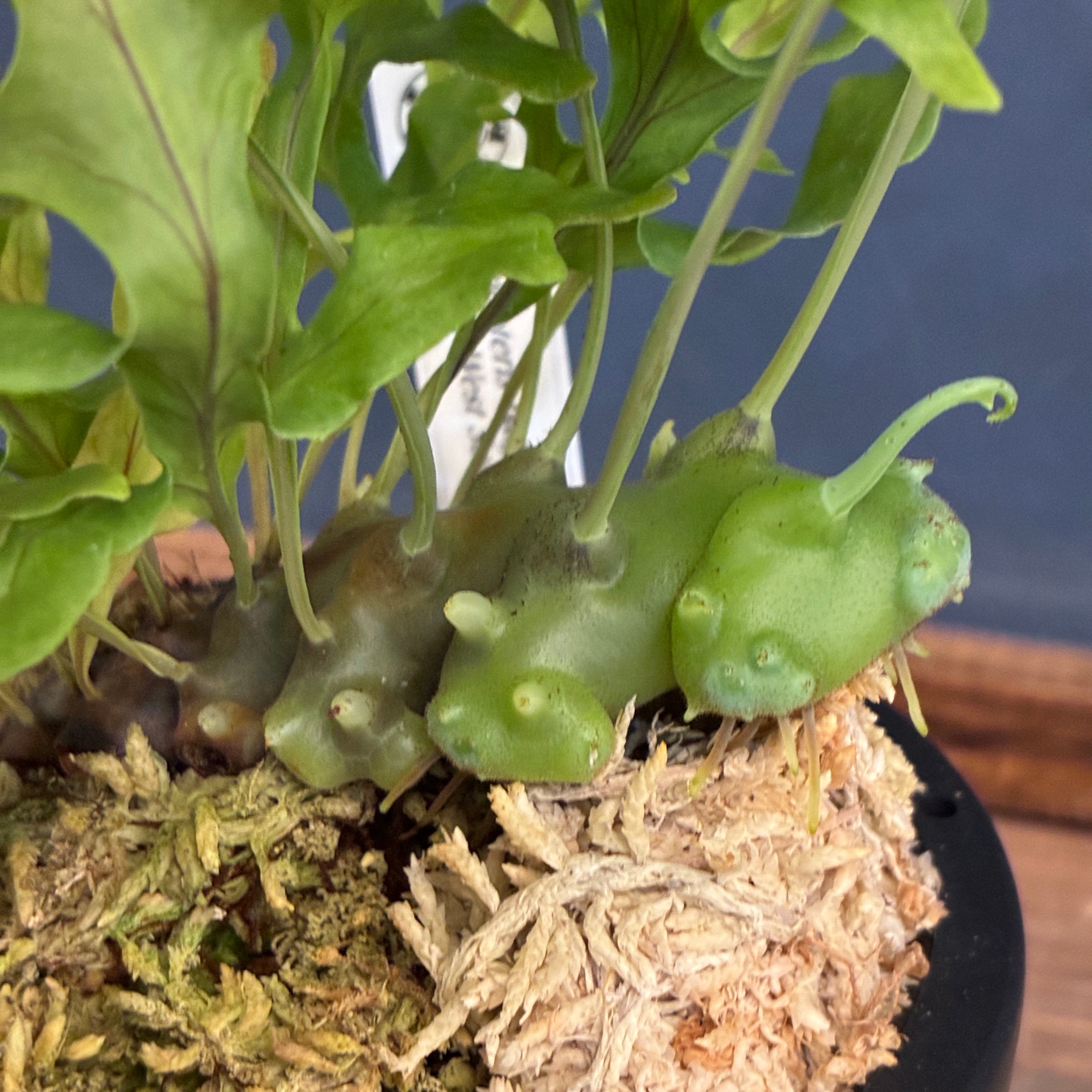 抽選販売】【伊藤蟻】Lecanopteris balgooyi (blue type) Mamasa（限定