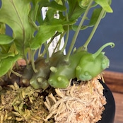 【抽選販売】【伊藤蟻】Lecanopteris balgooyi (blue type) Mamasa(限定2)