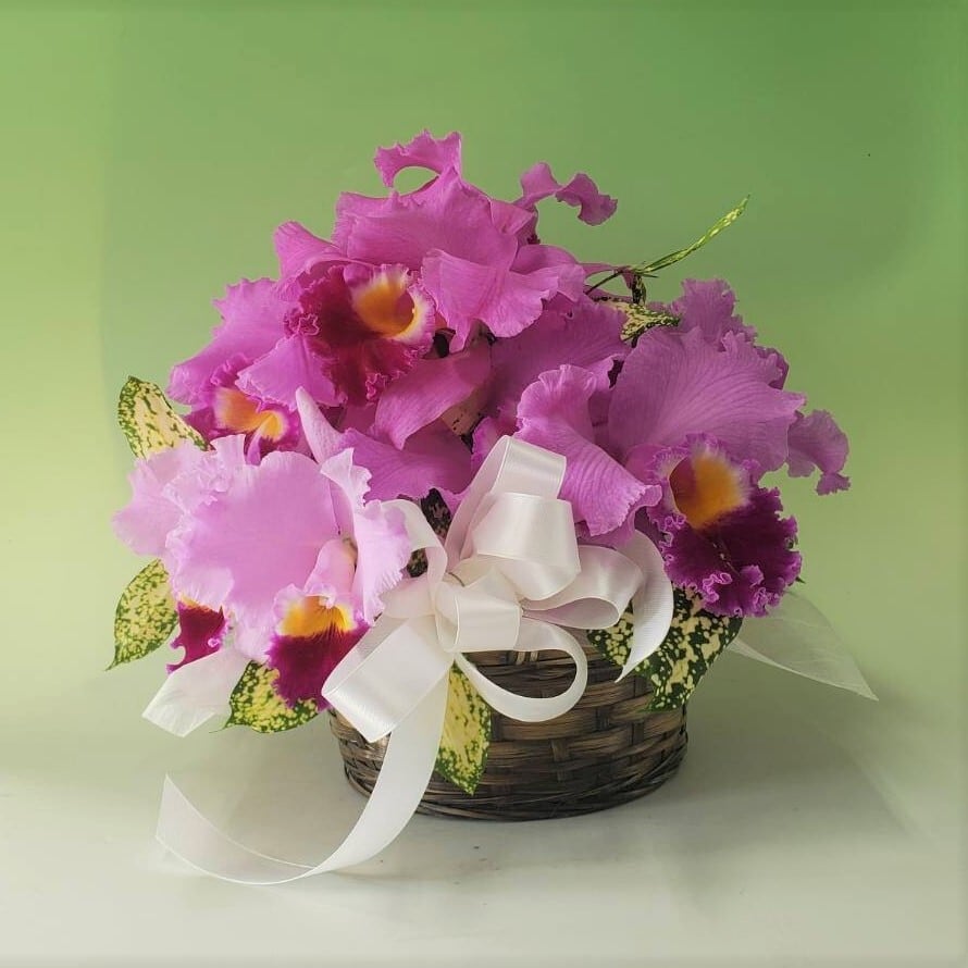 カトレアの切花（3輪セット） | みさと洋蘭園（MISATO Orchids）