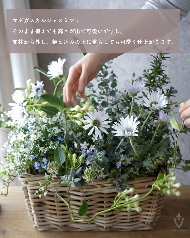 A級品　香り良い！マダガスカルジャスミン　４号